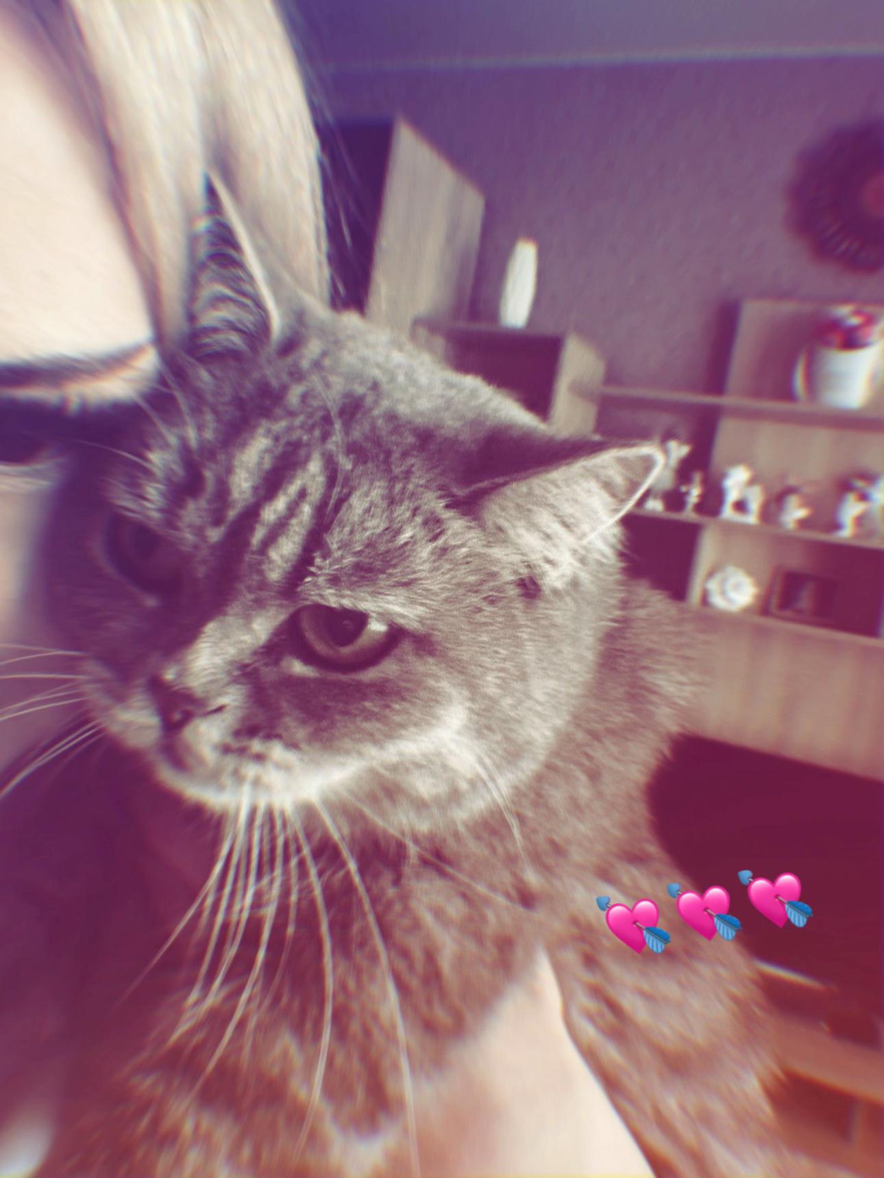 @кошка¿
