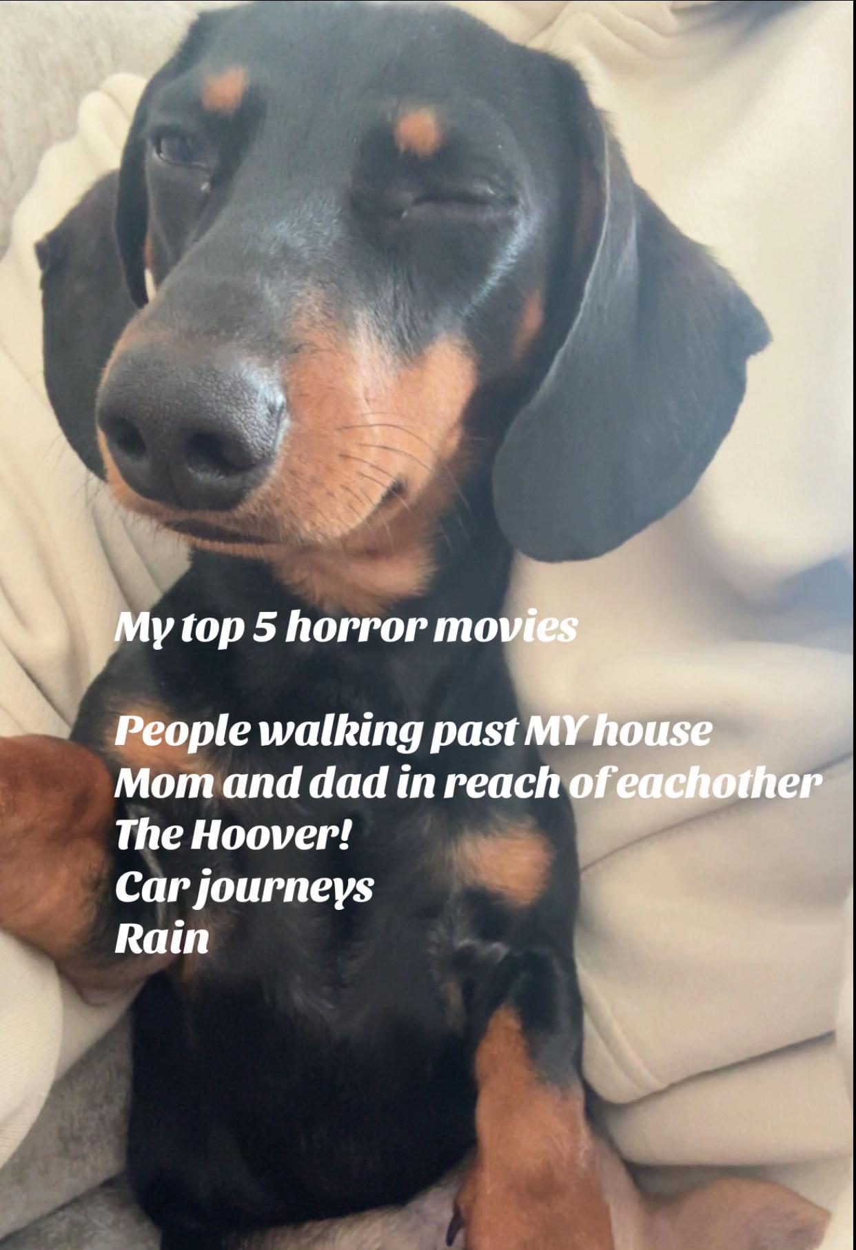 @Emily ][ DachshundDiaries