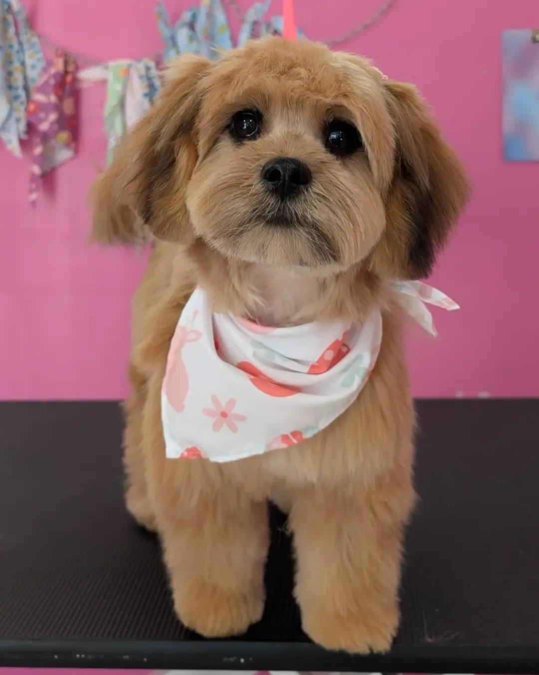 @bubulabapetgrooming