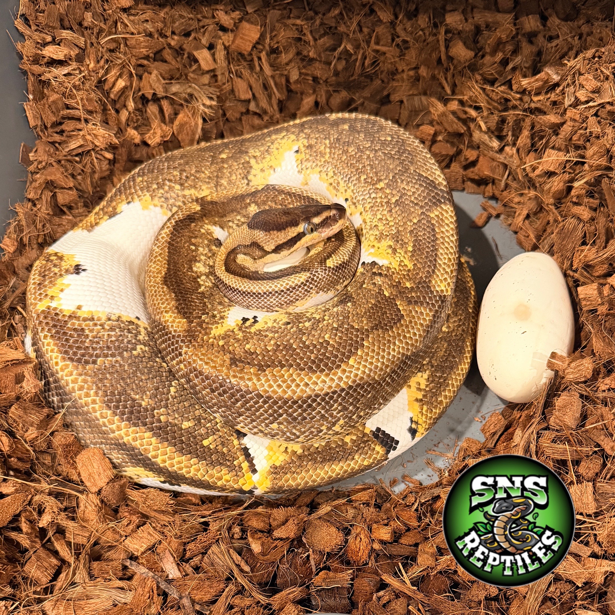 @SNS Reptiles
