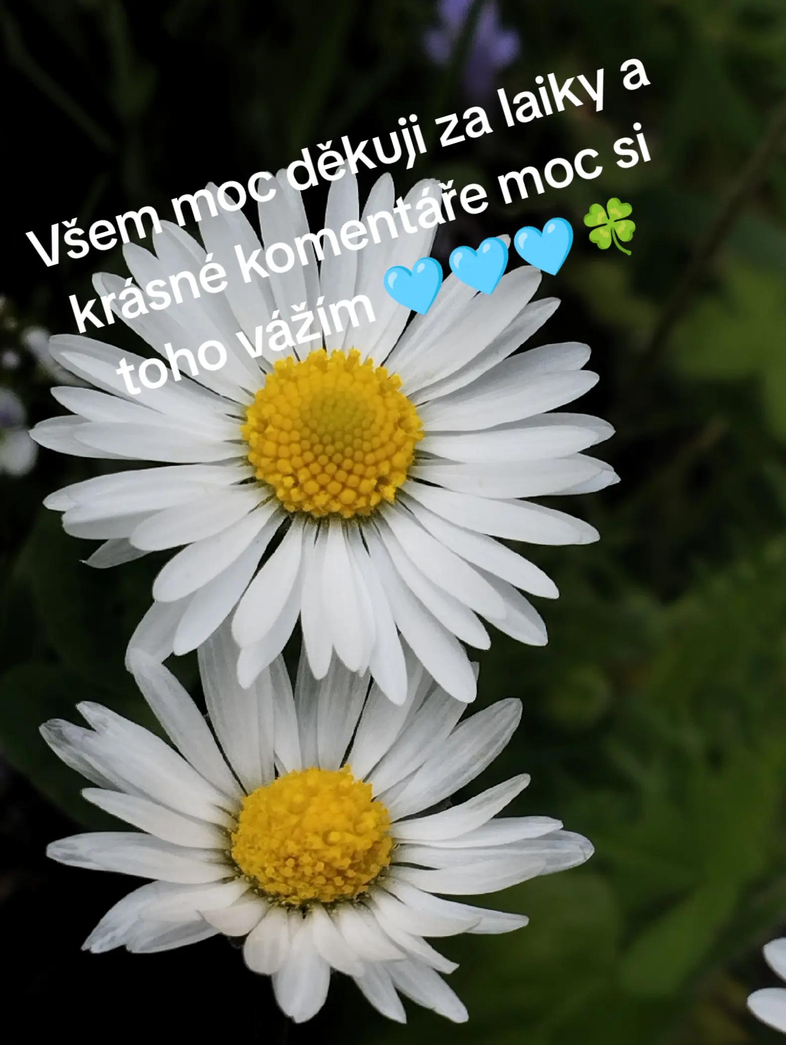 @Monisek00🩵🩵🩵