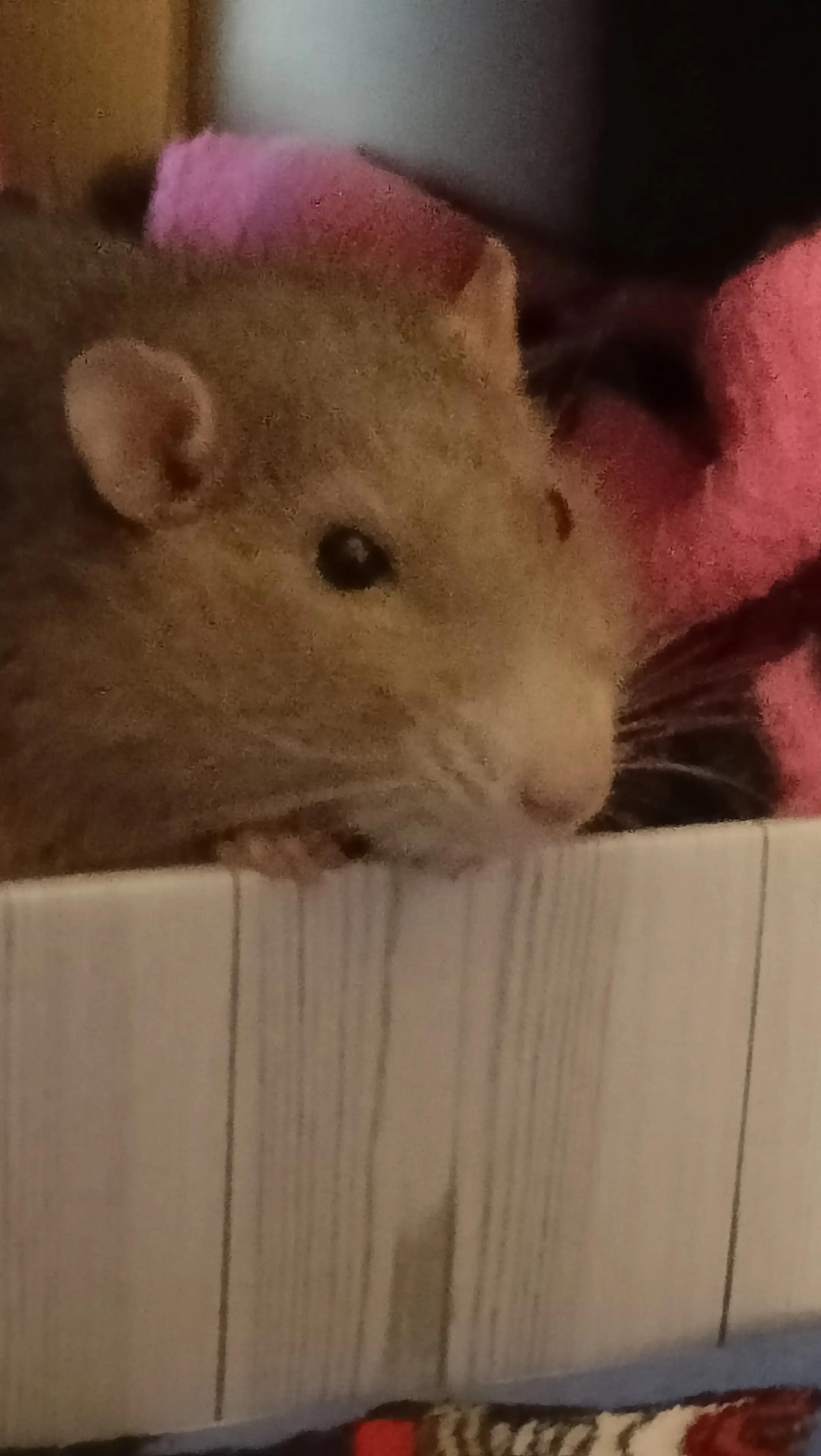@thecuriousrats
