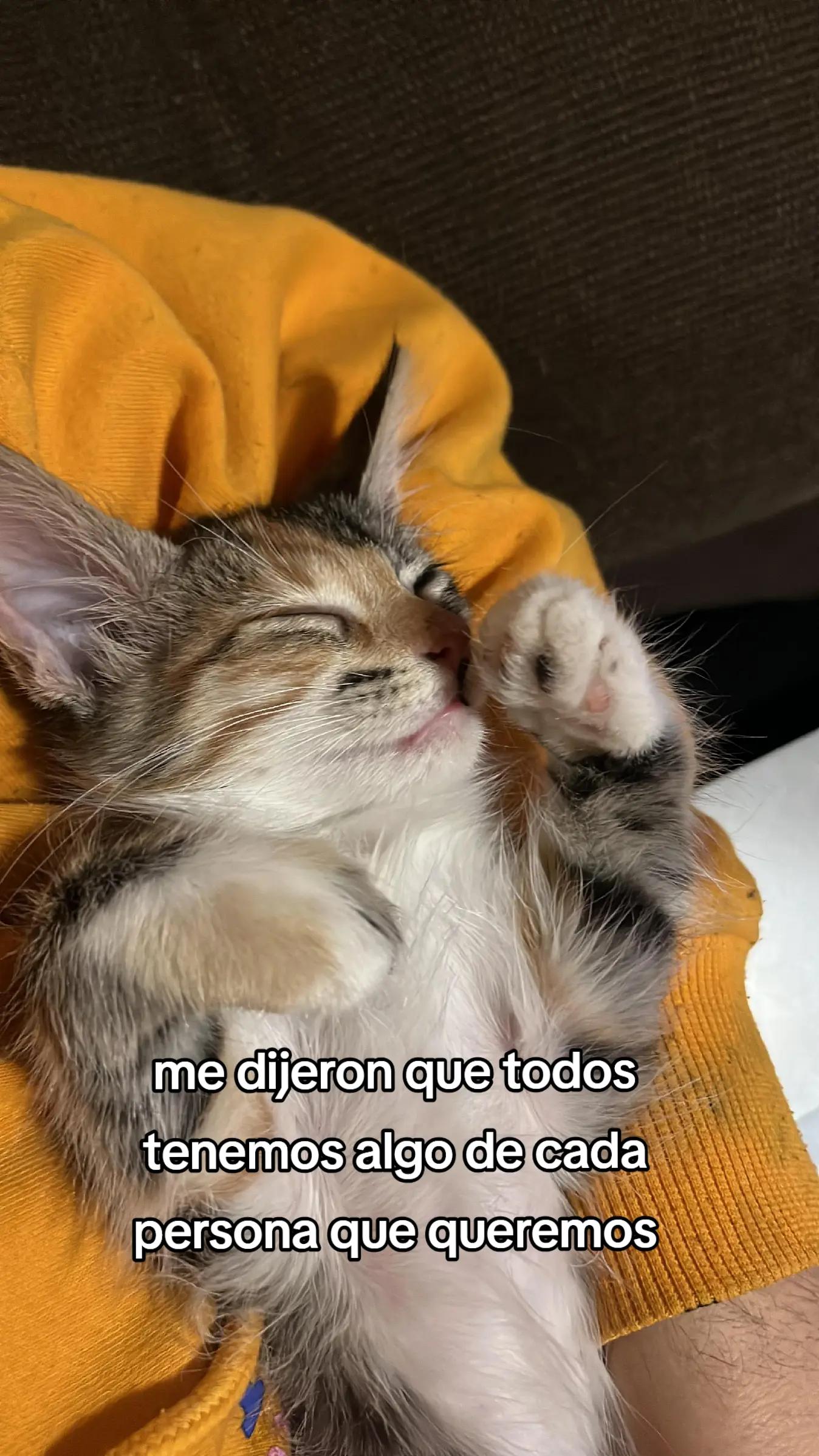 @Catact_4