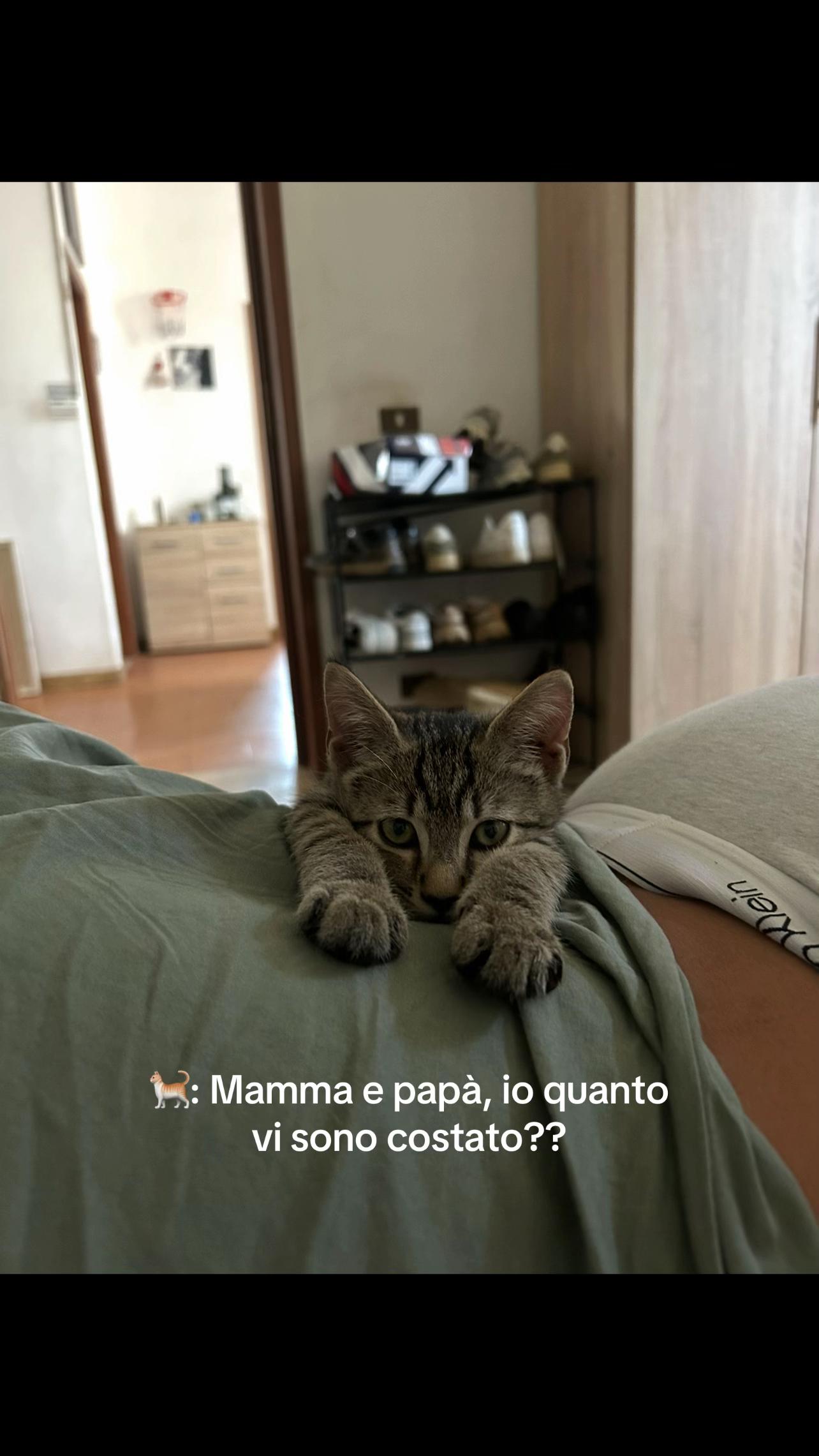 @AliceMinardi
