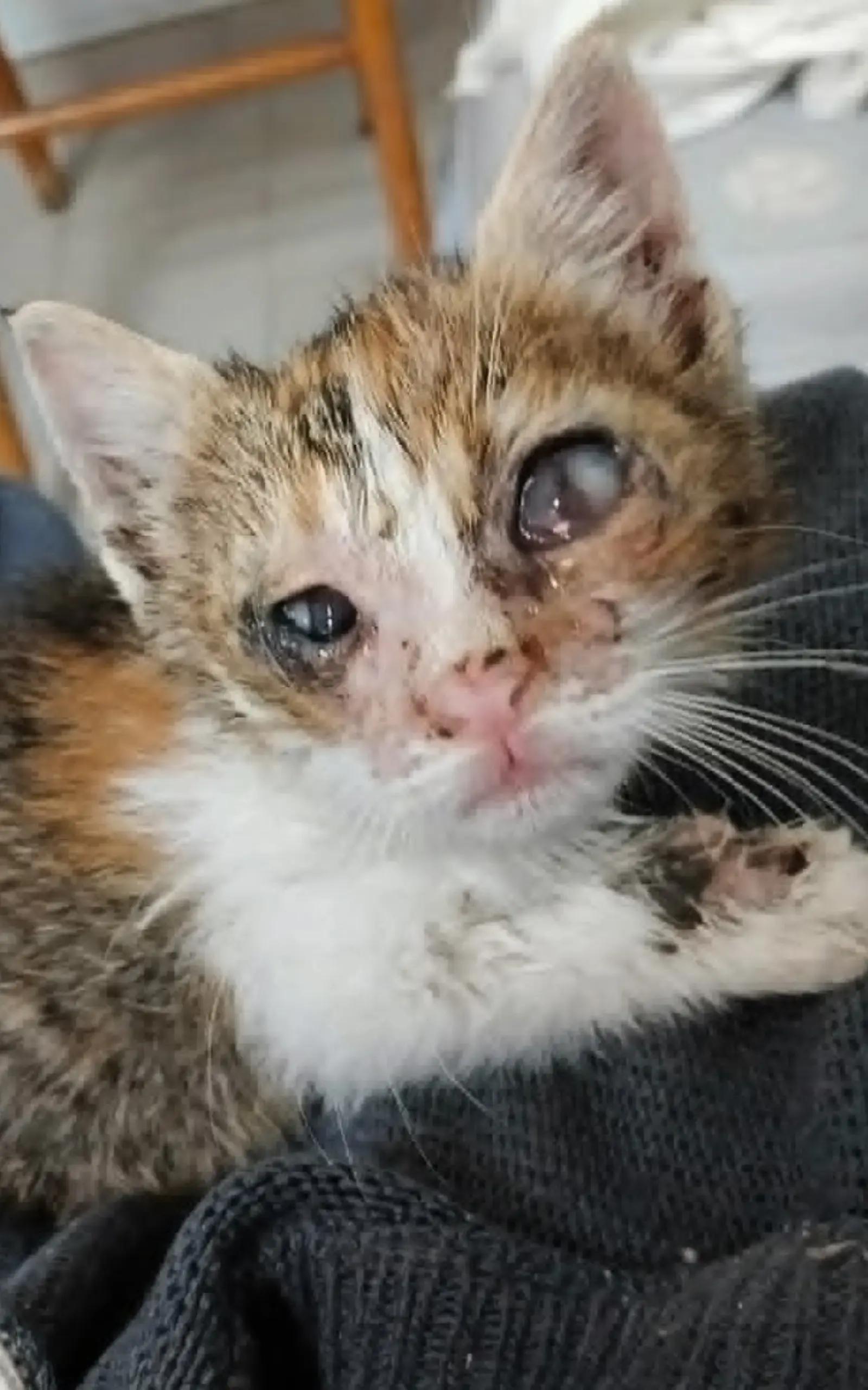 @Greek Animal Rescue
