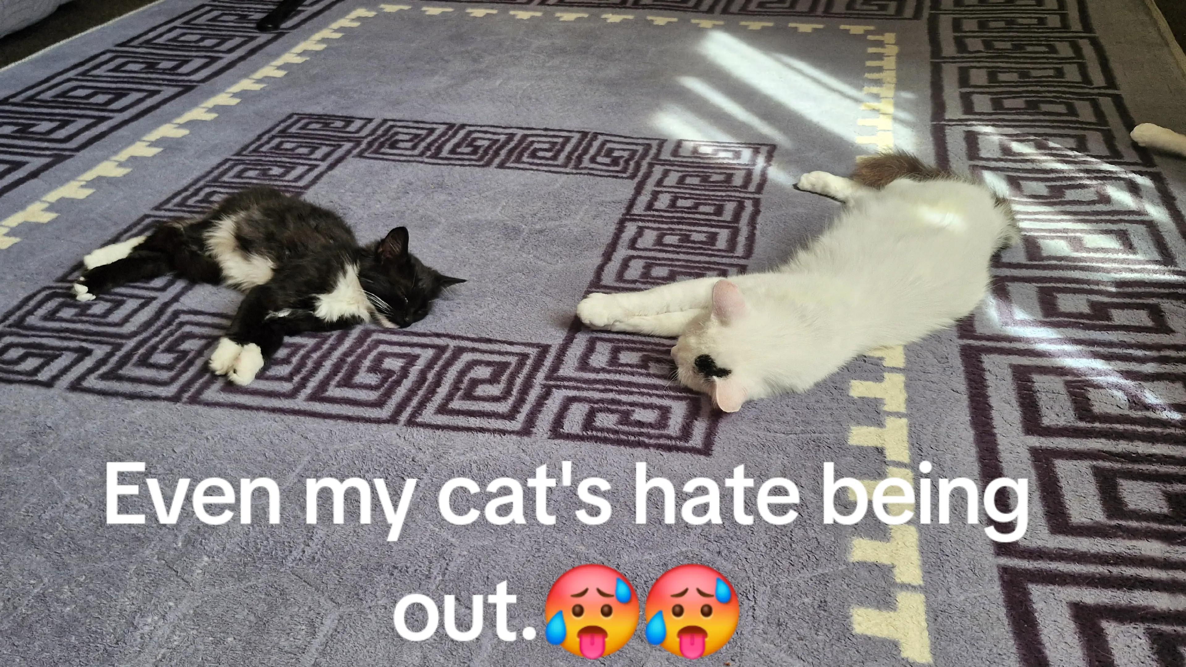 @sk cat mummy