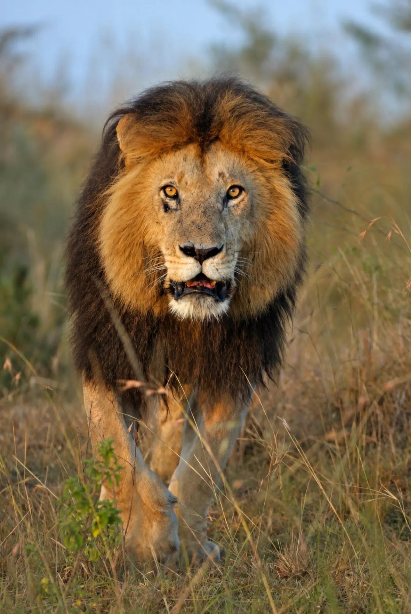 @Lion Sightings