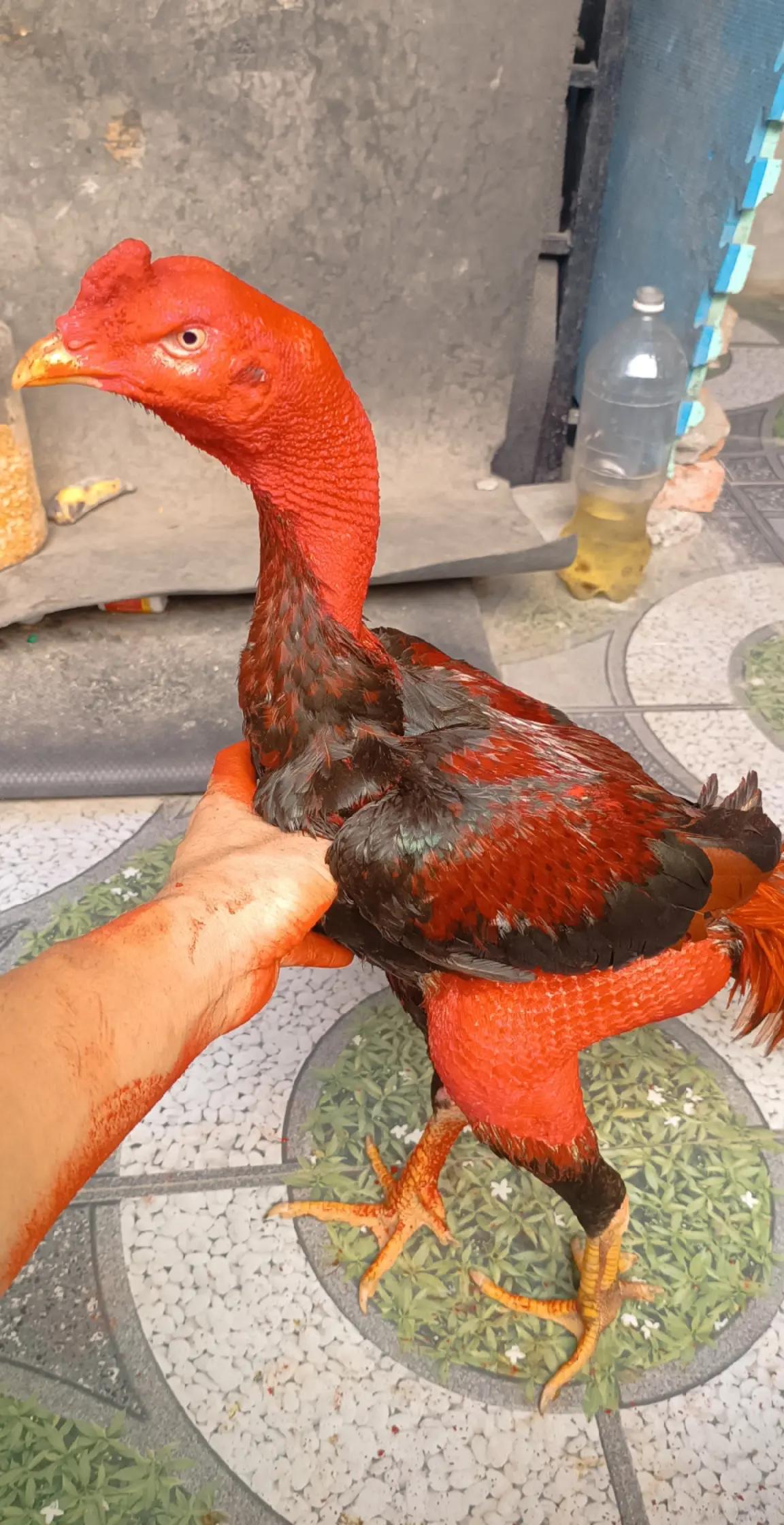 @Tổng Sỉ Hu&acirc;n Hường Thổ Tang