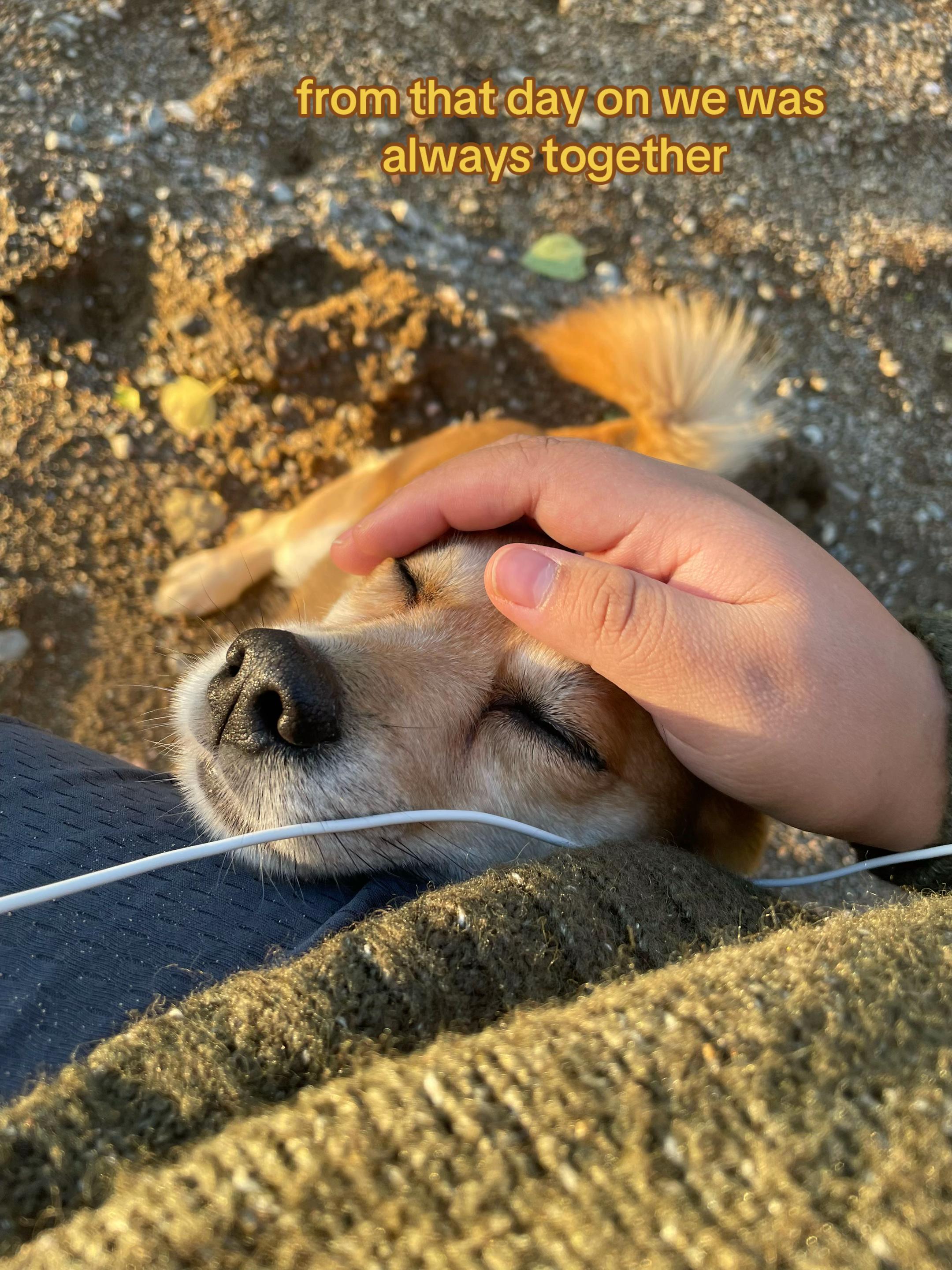 @gracie🦝