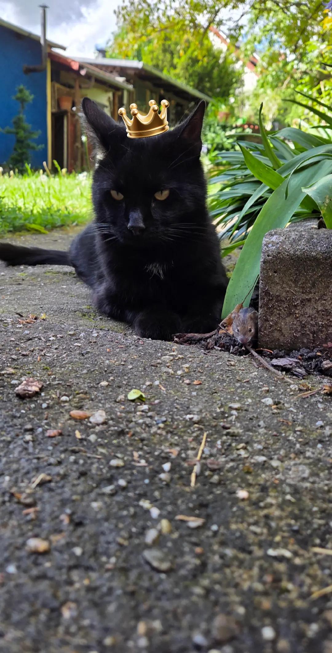 @👑😼Malia Die Königin😼👑