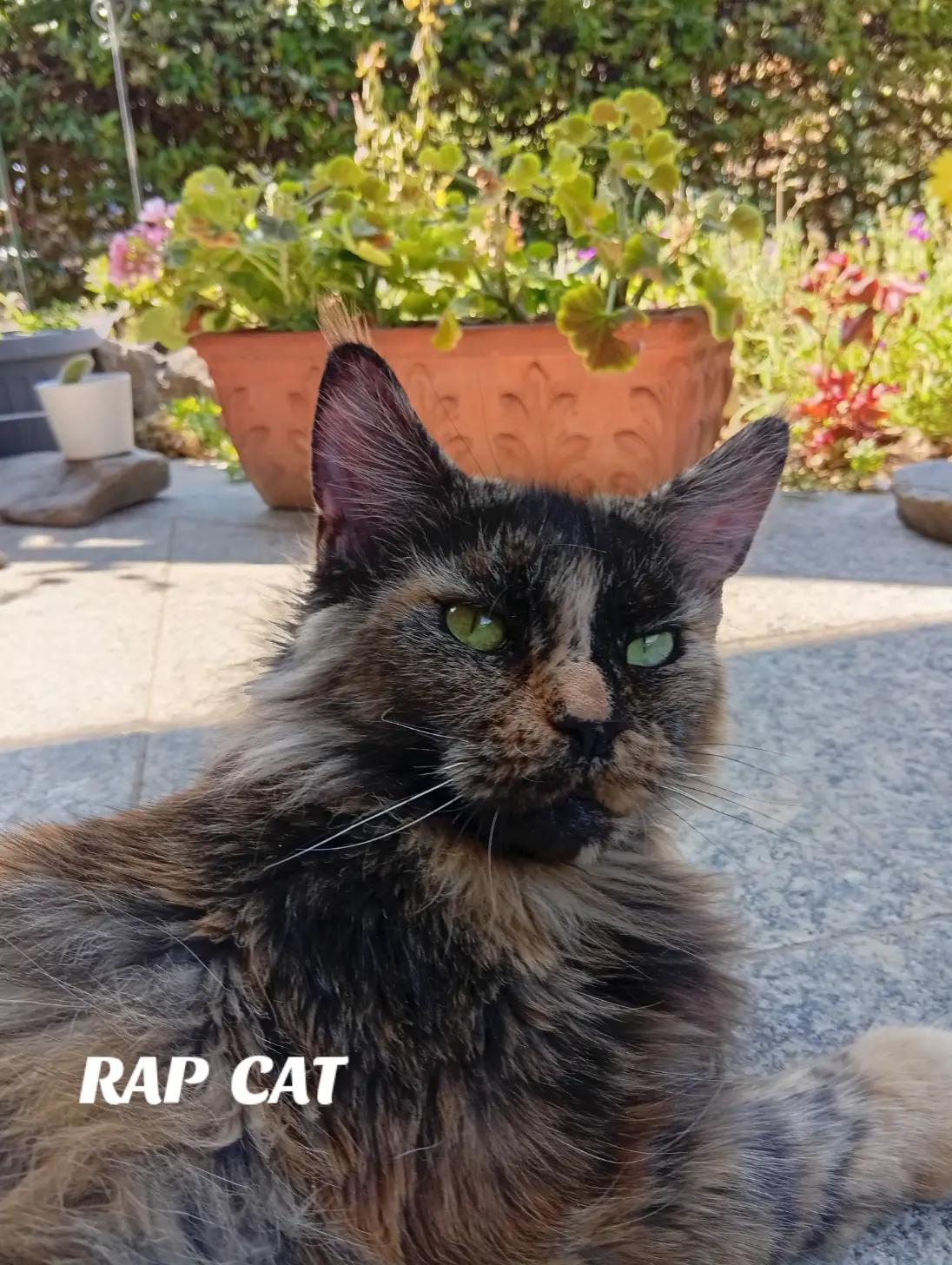@RAP CAT