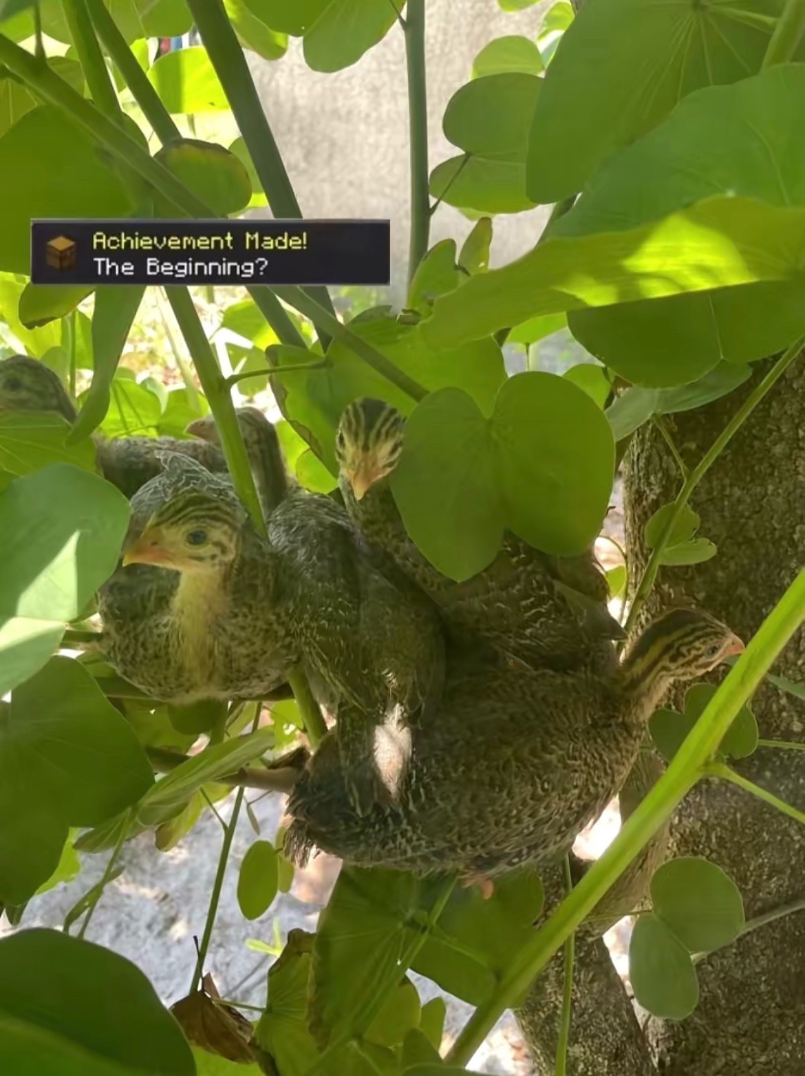 @The_chicken_man
