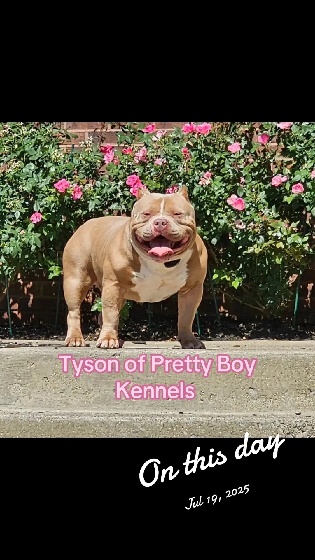 @prettyboykennels