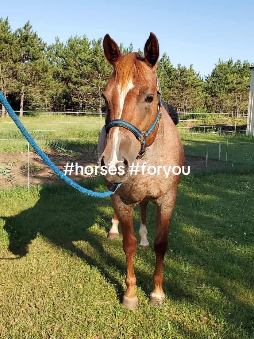 @PERFECT HORSES FOR ADOPTION