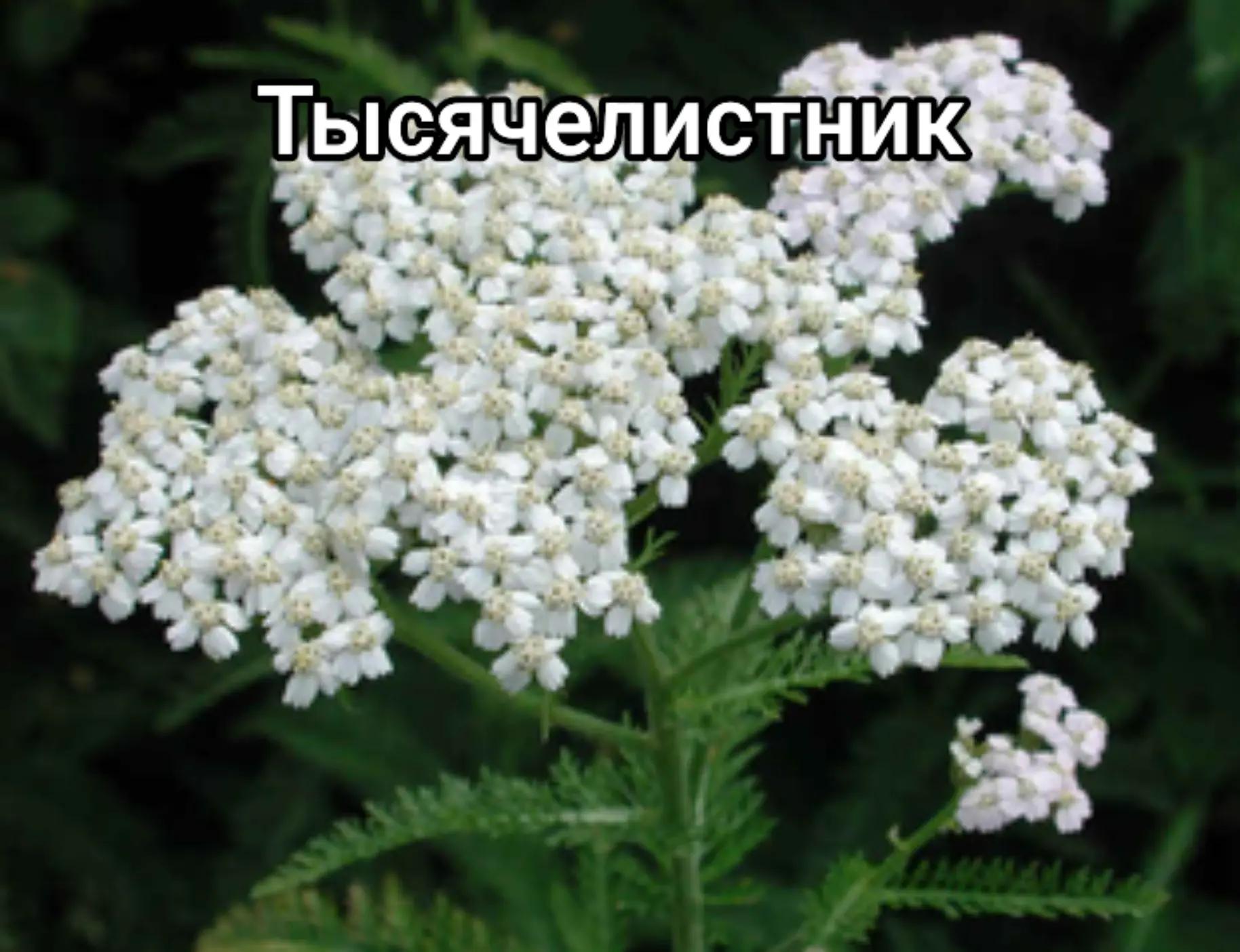 @Лëса