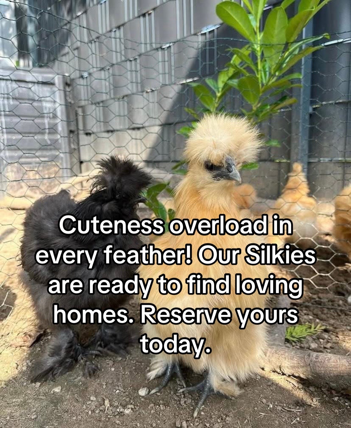 @Matthew’s Feathered Farm