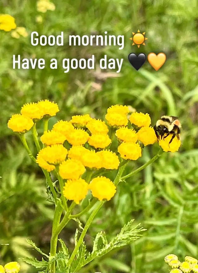 @DYNO_Trish_MK5🇨🇦