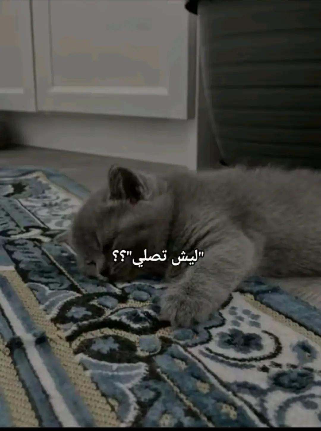 @فتااهه صاالحهه🌸ᥫᩣ.