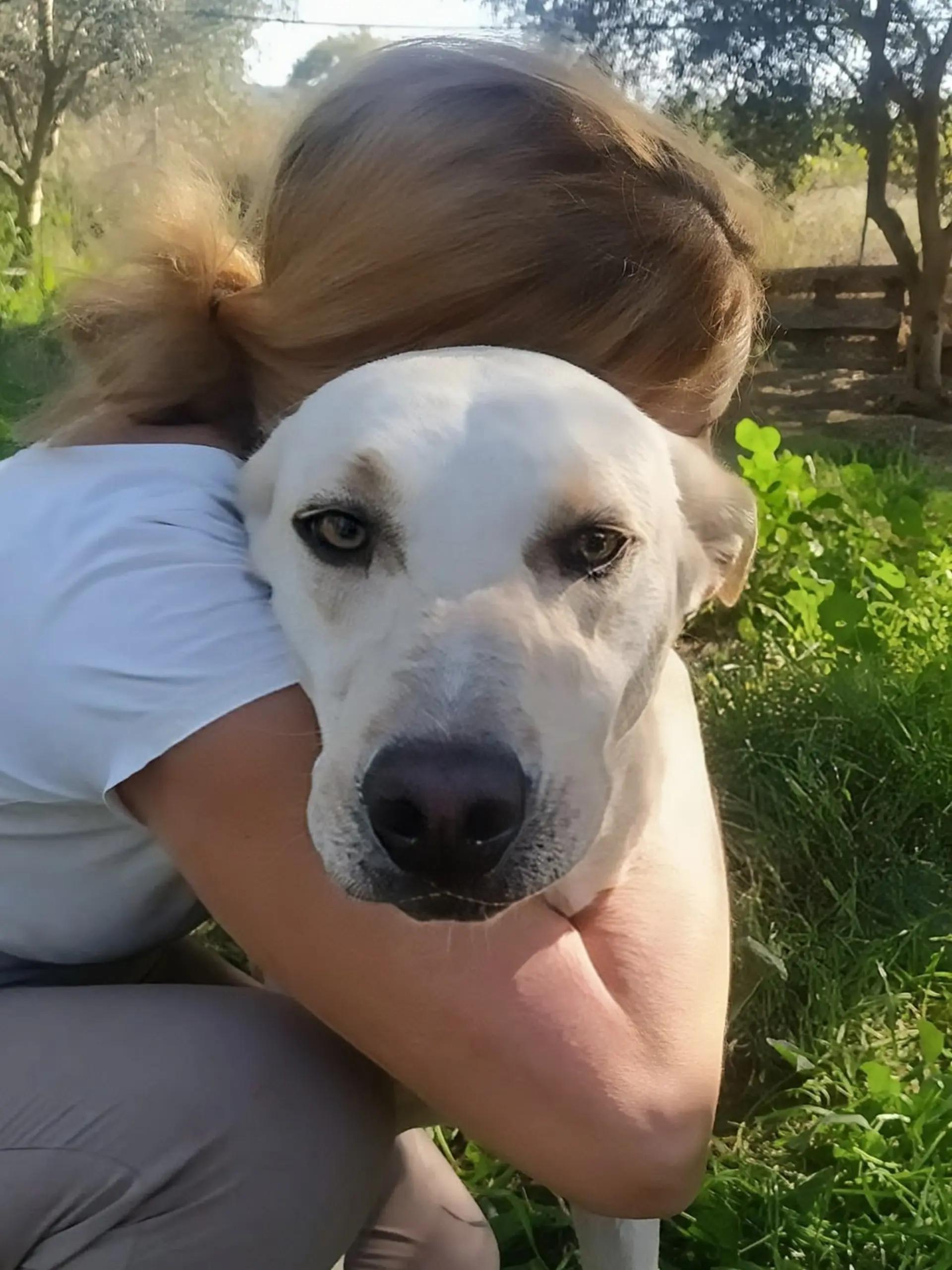 @Greek Animal Rescue
