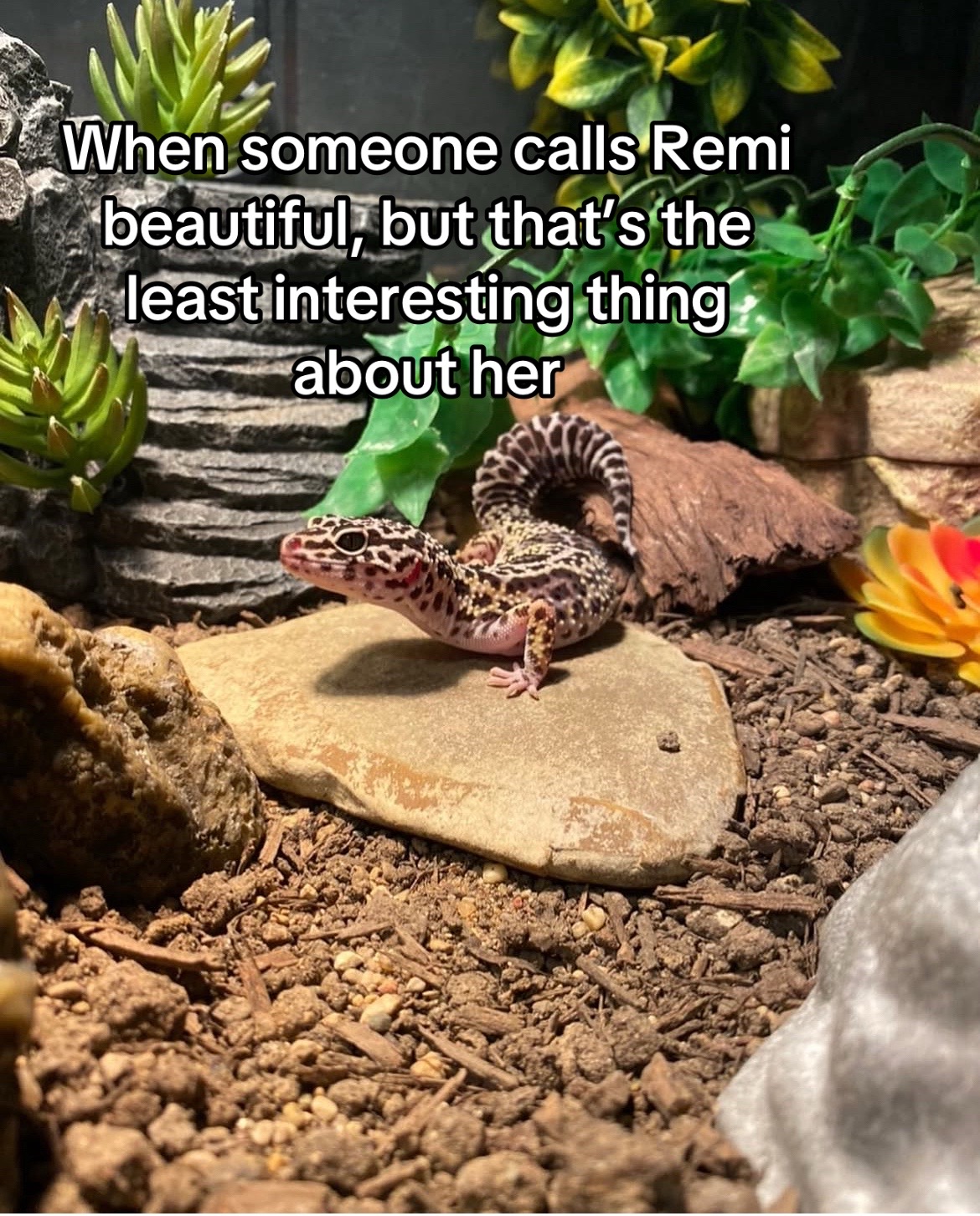 @Mika🦎