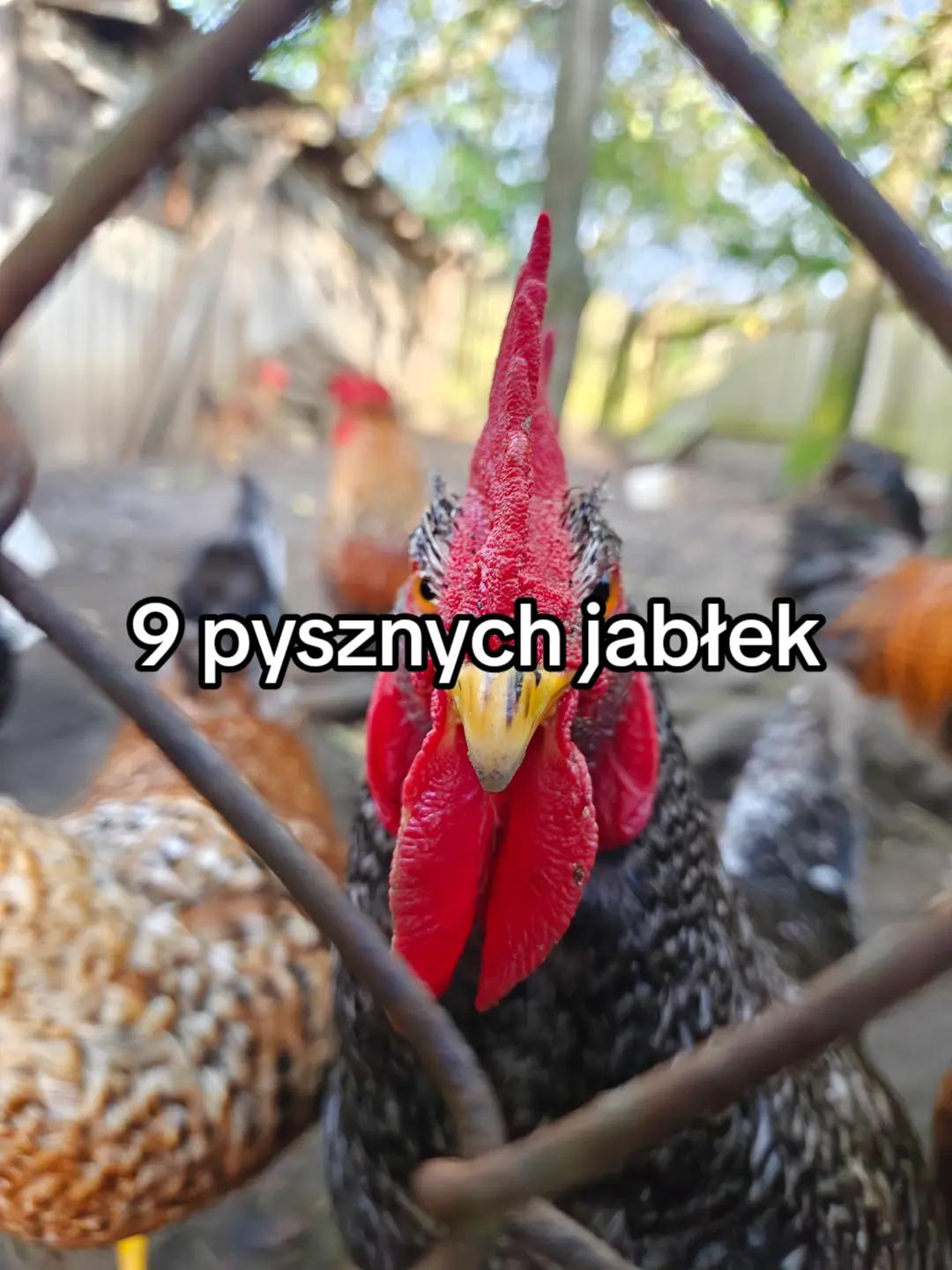 @KochamKurki❤️🐔