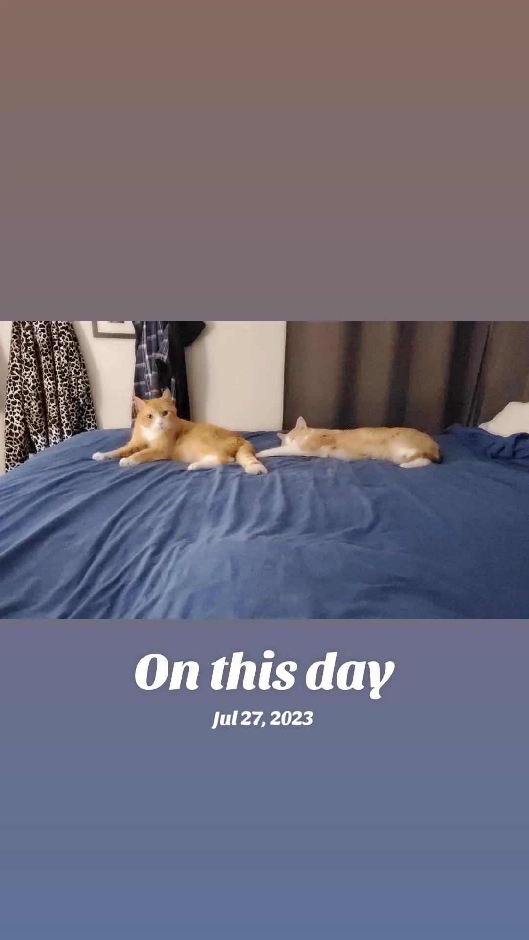 @Kit Kat 🐱🔞💫🐅⚫️🦢