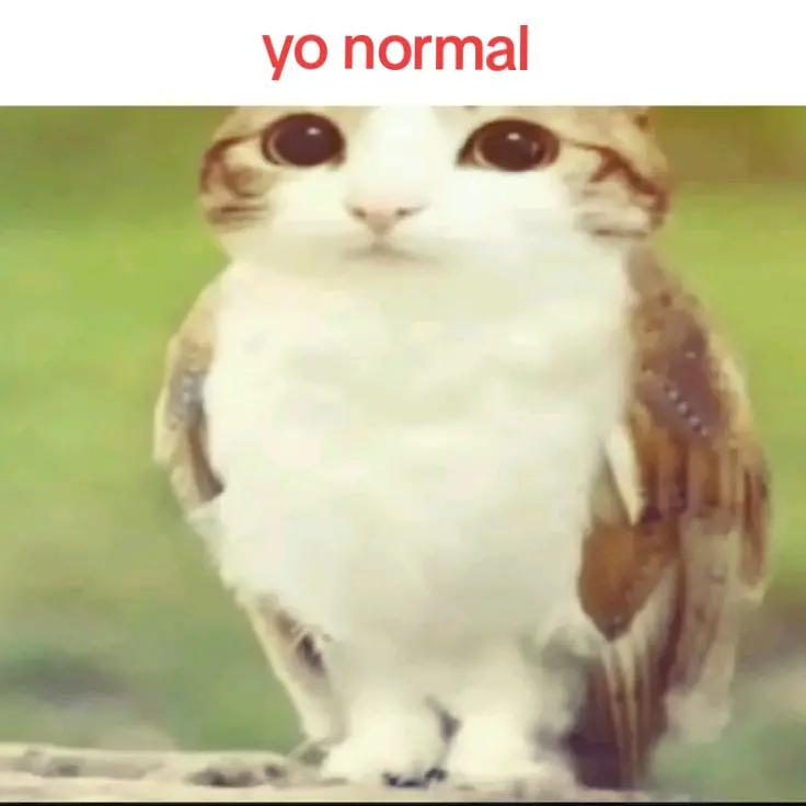 @meowl