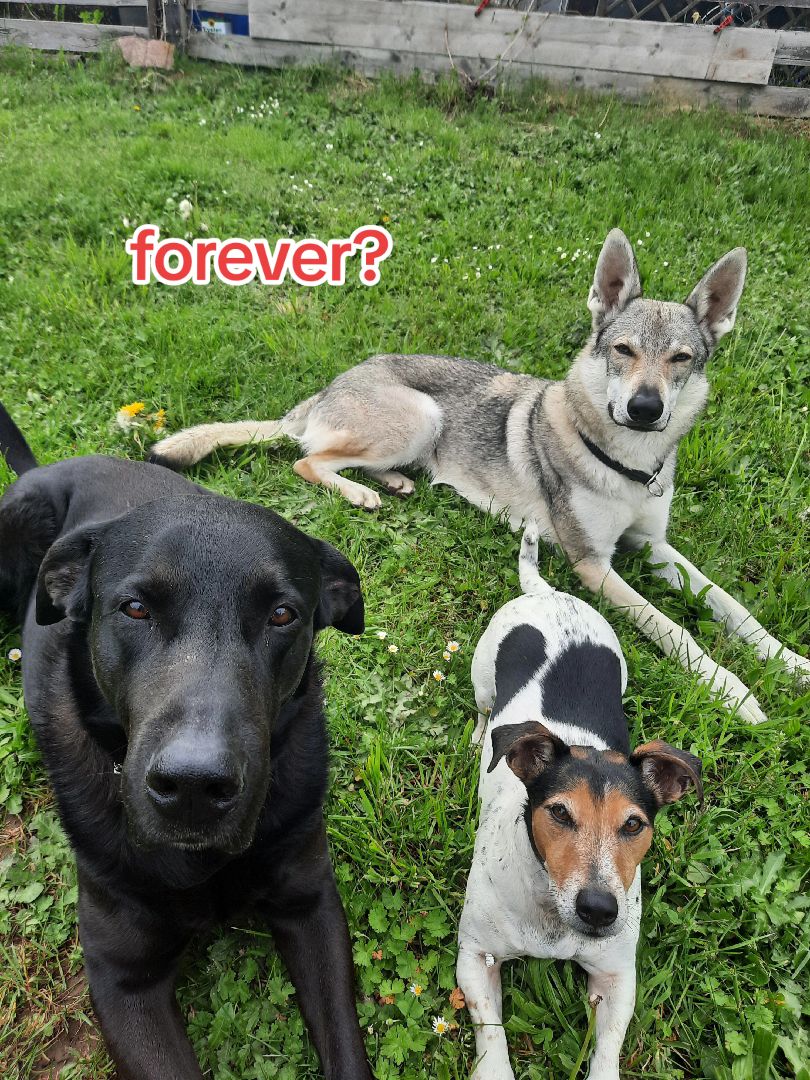 @🐾favourite.dogs🐾