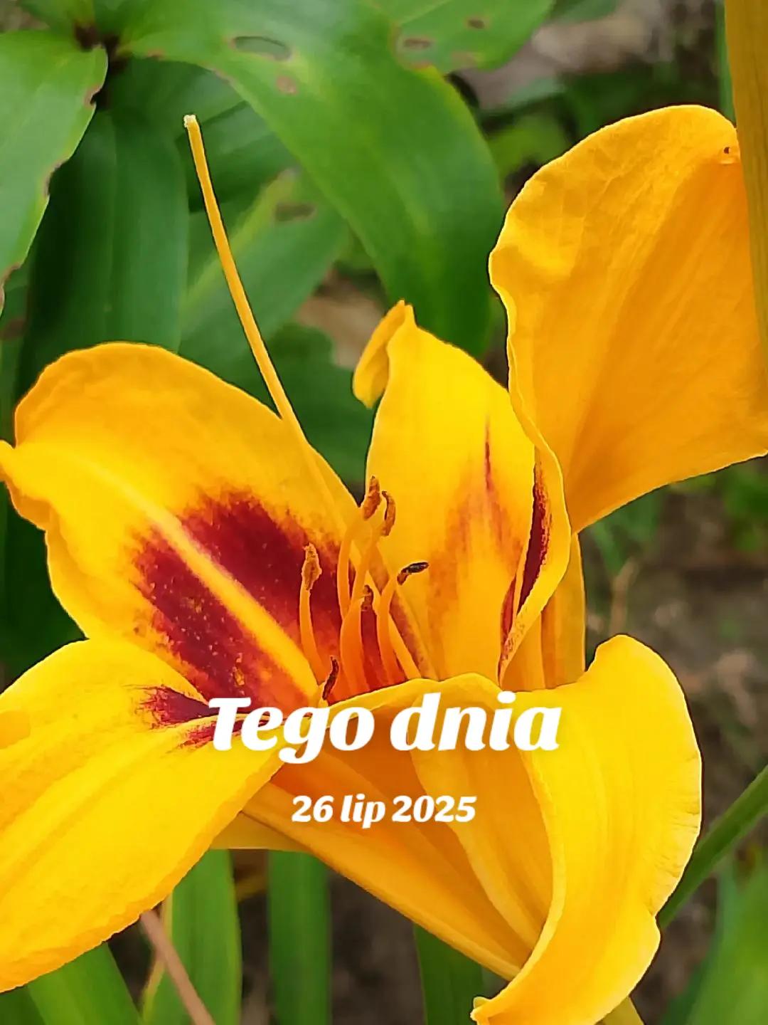@MaGdaC