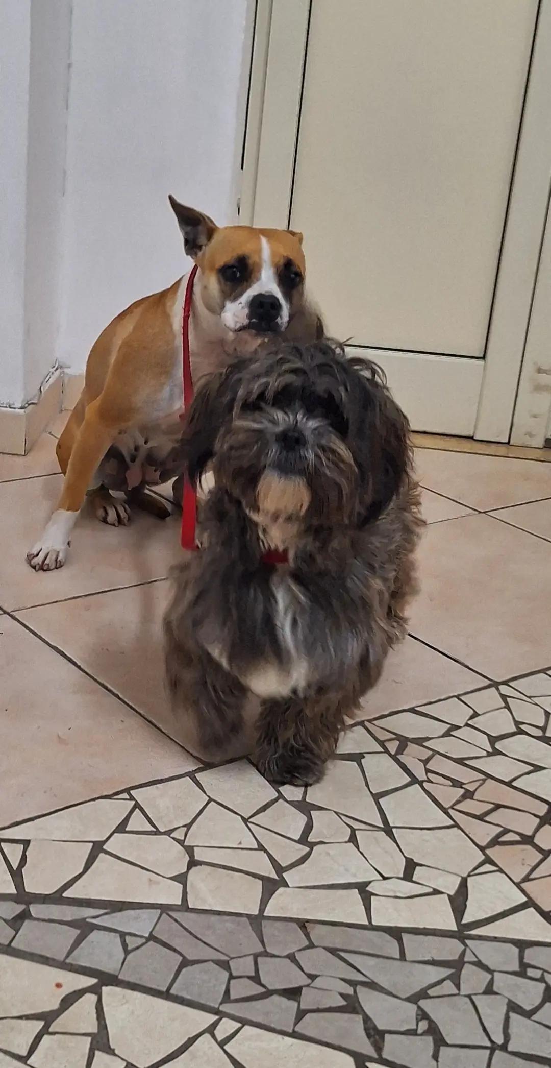 @🐾adotta🐾Sopito Antonella