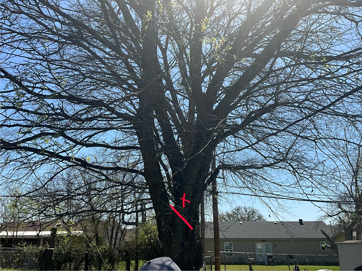 @Live Oak Tree Service