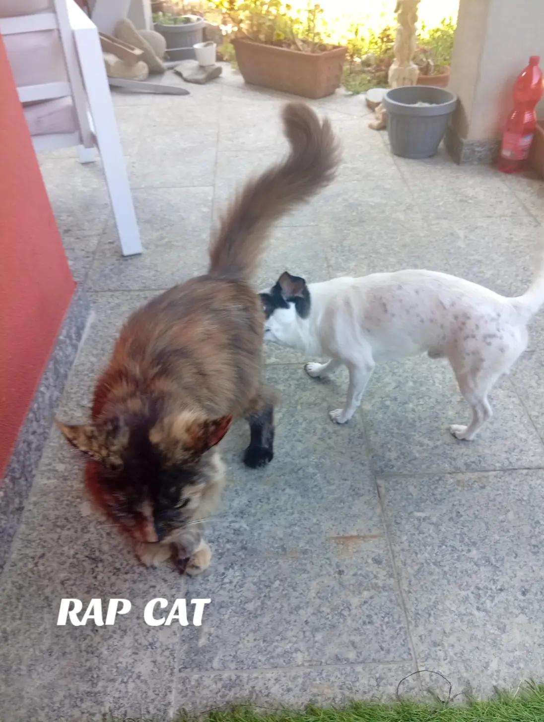 @RAP  CAT