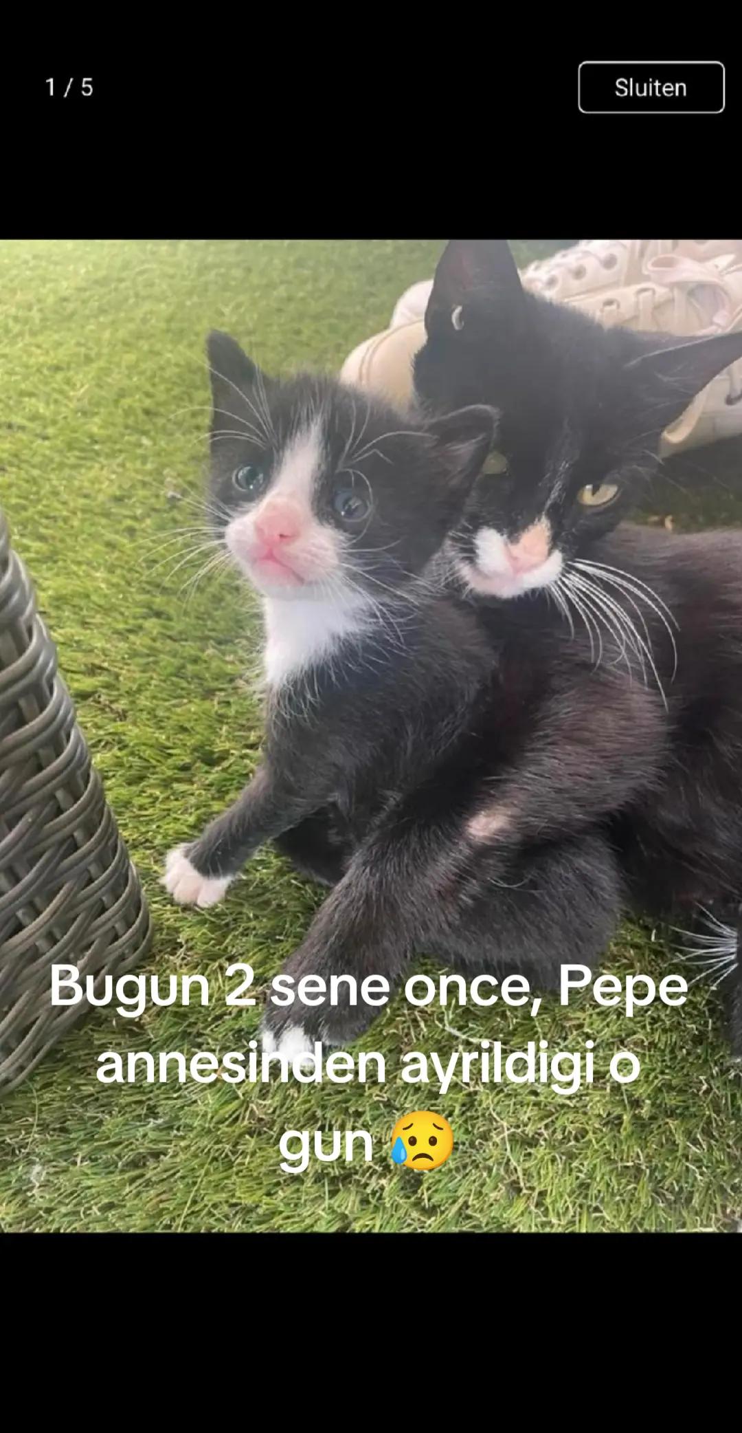 @Ozlem Kocak