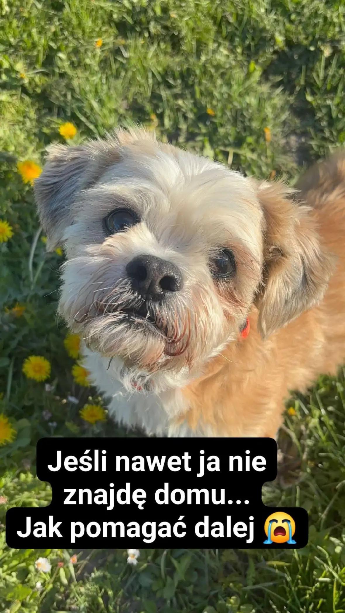 @fundacja4paws