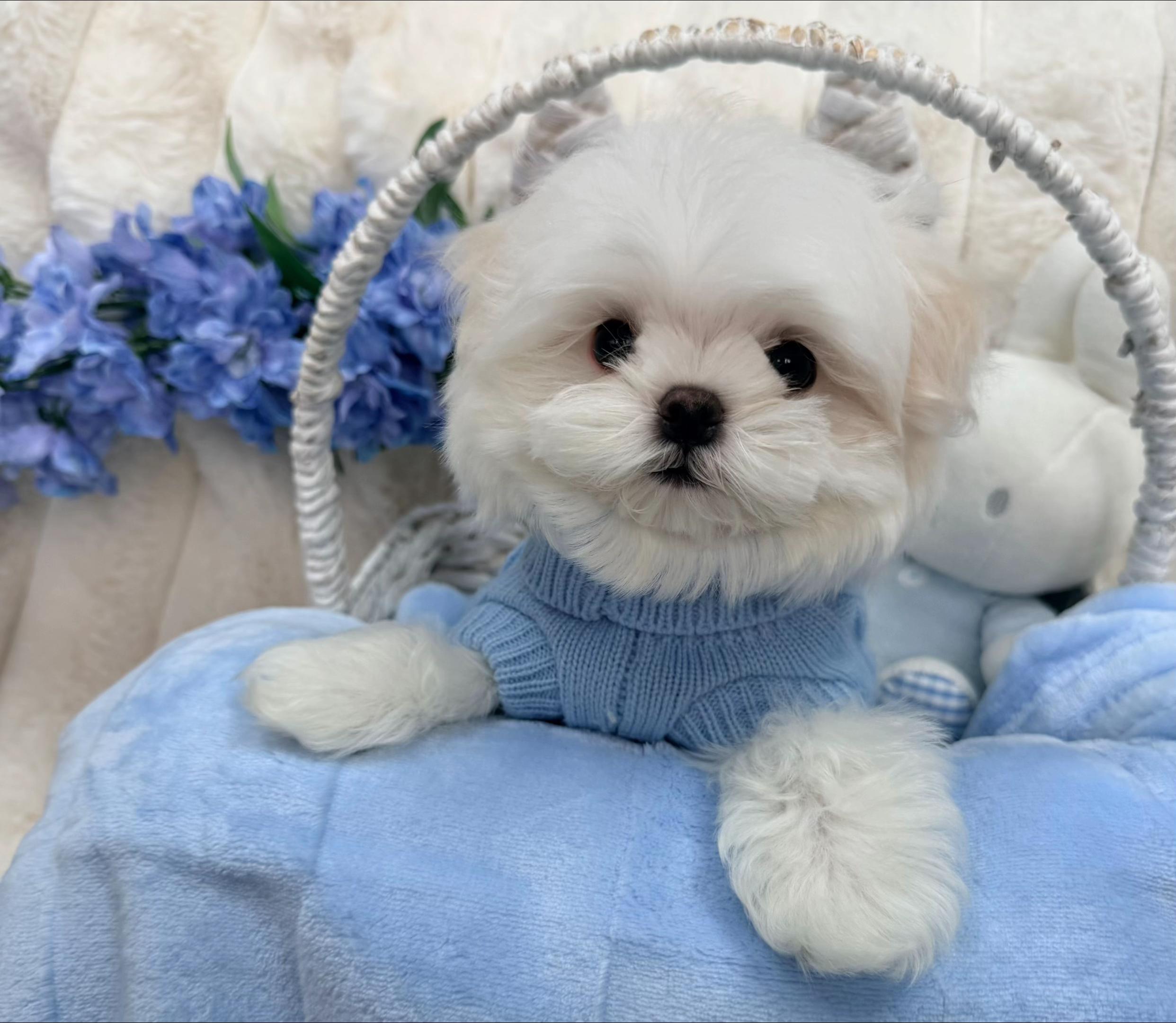 @Bambelina Maltese