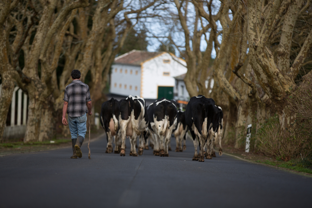 @Explore Azores Islands