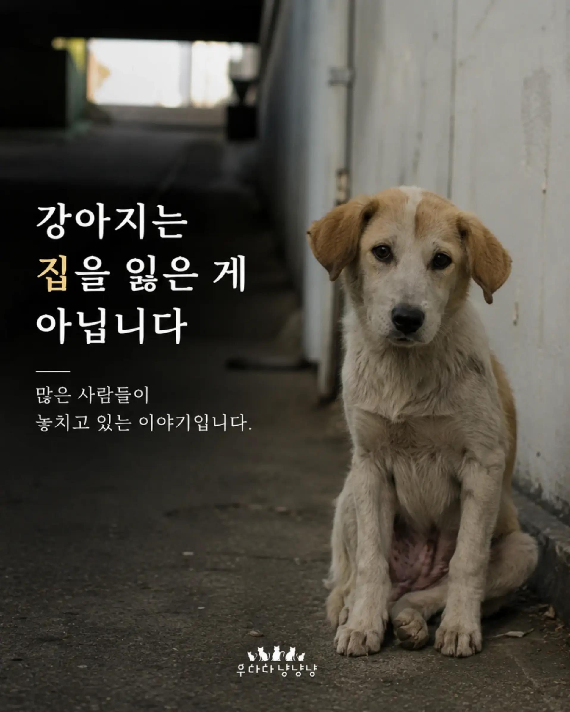 @우다다냥냥냥