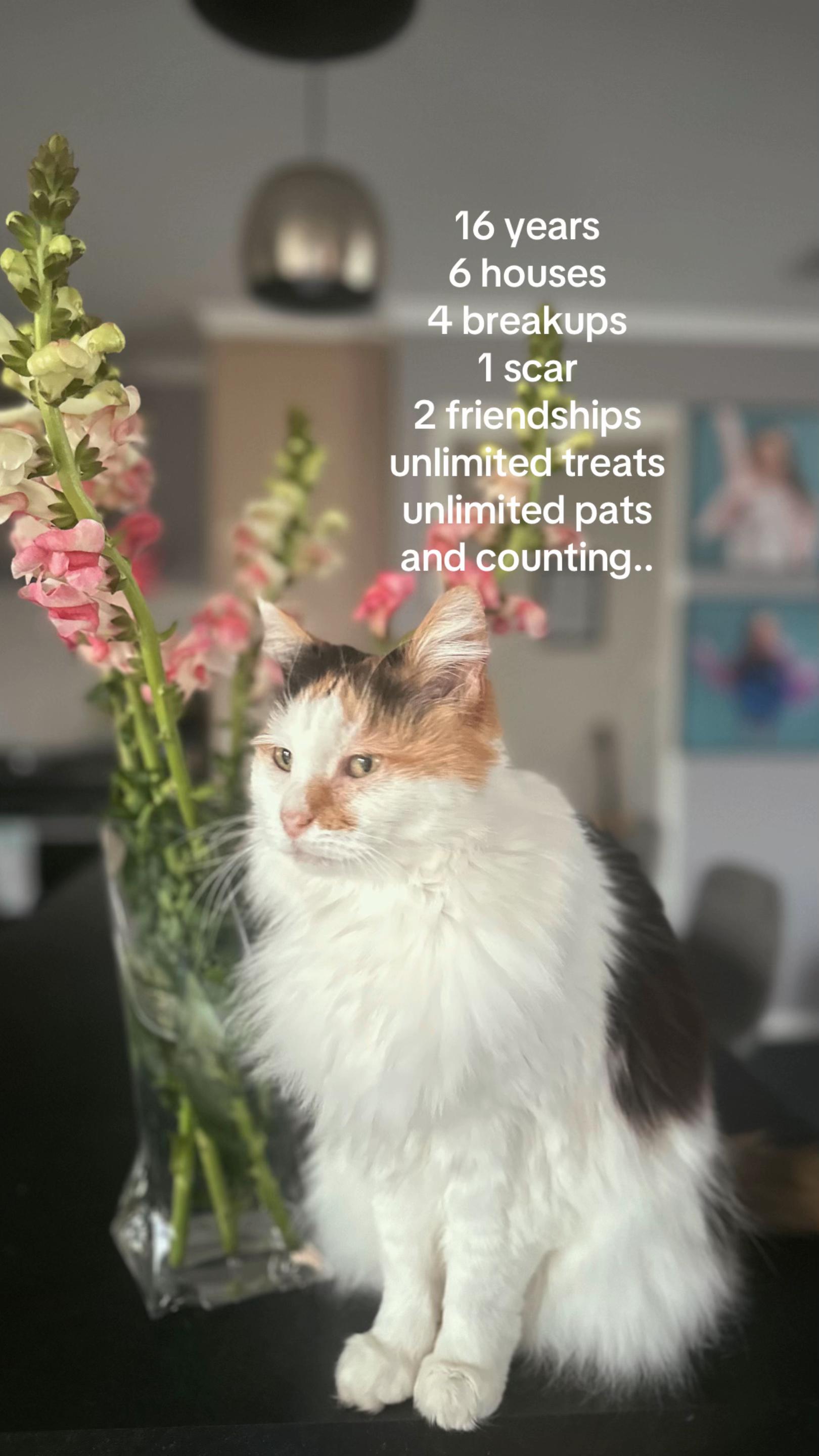 @mimi
