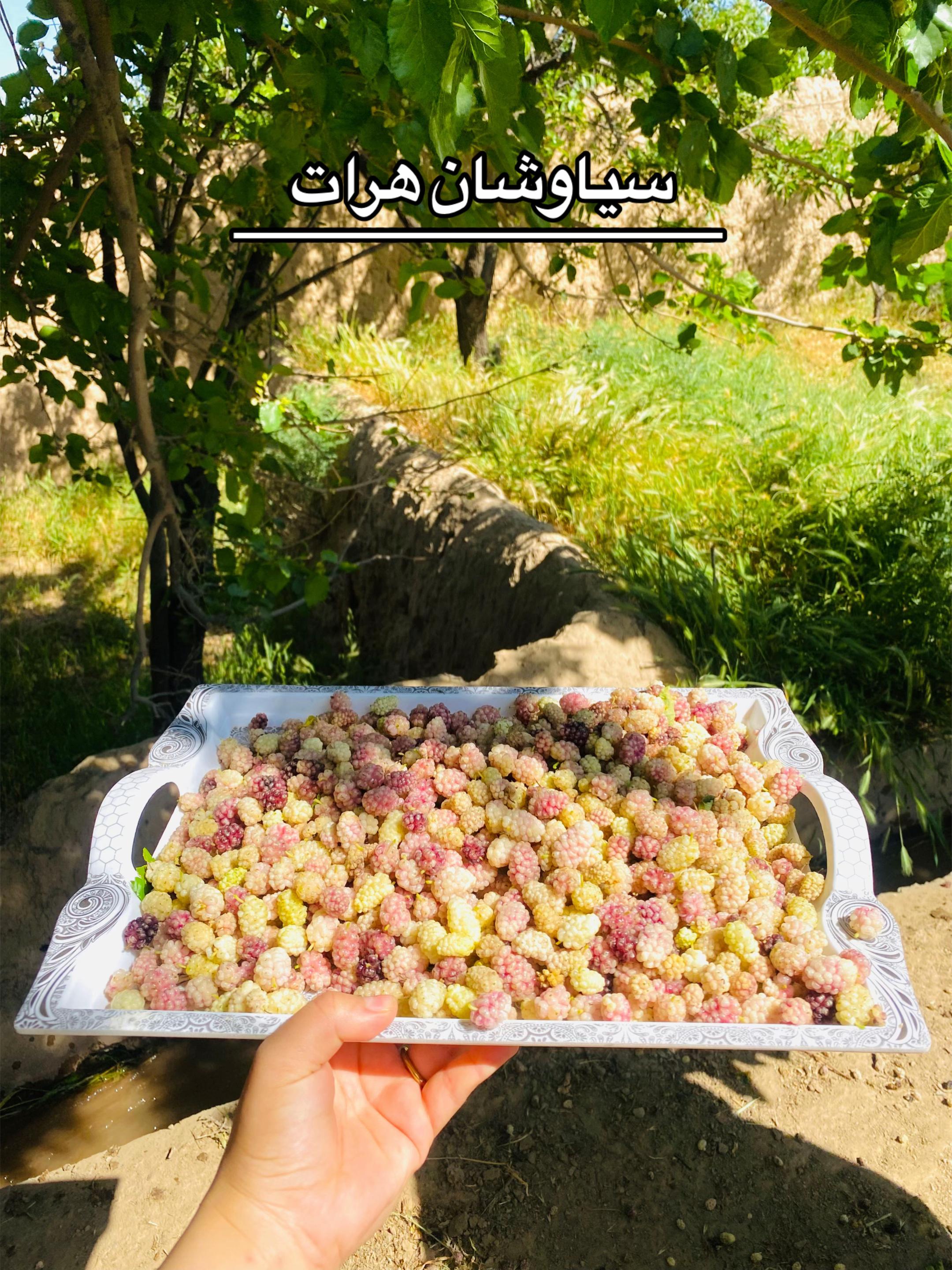 @__yalda__