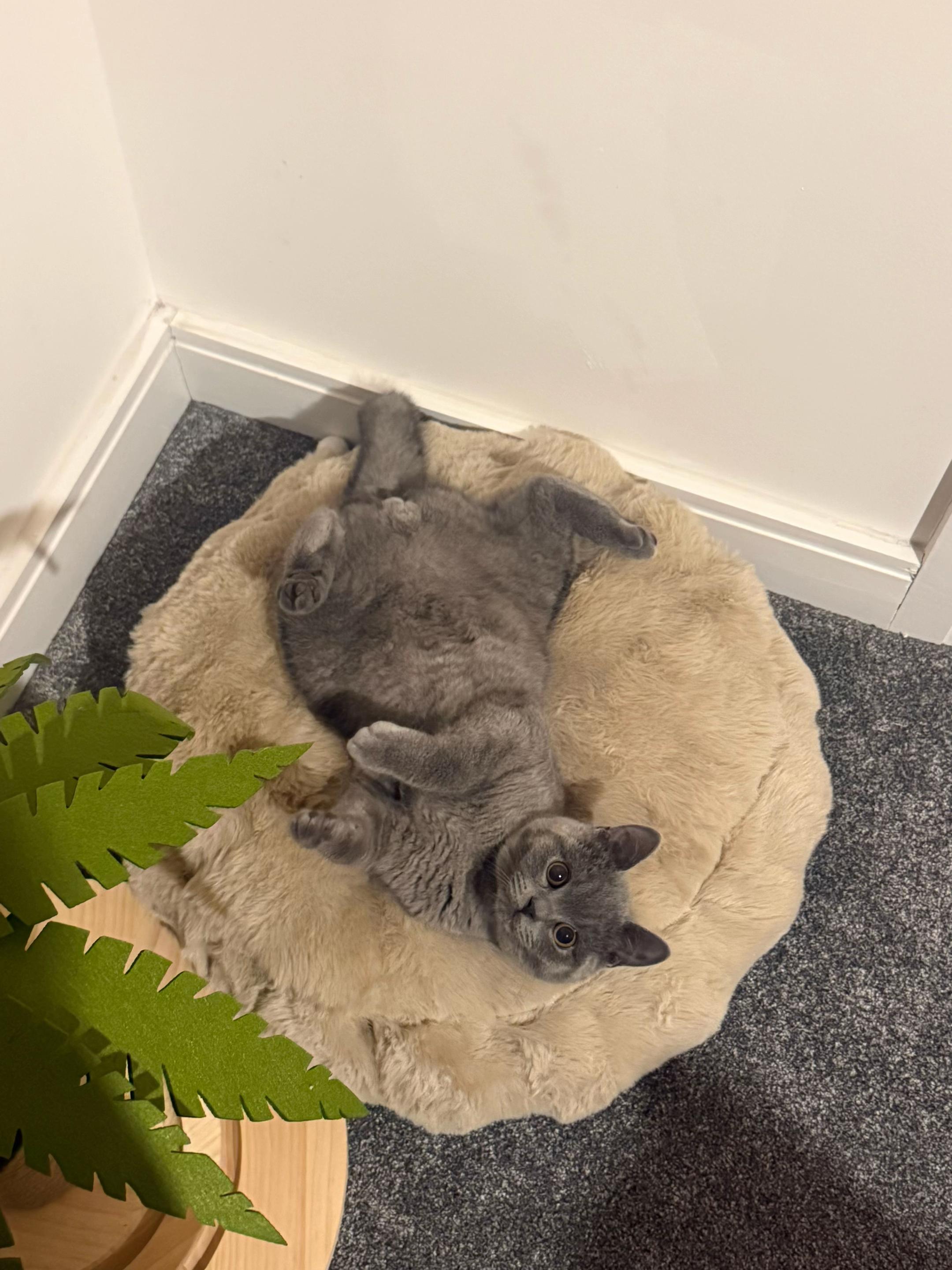 @GooseTheShortHair