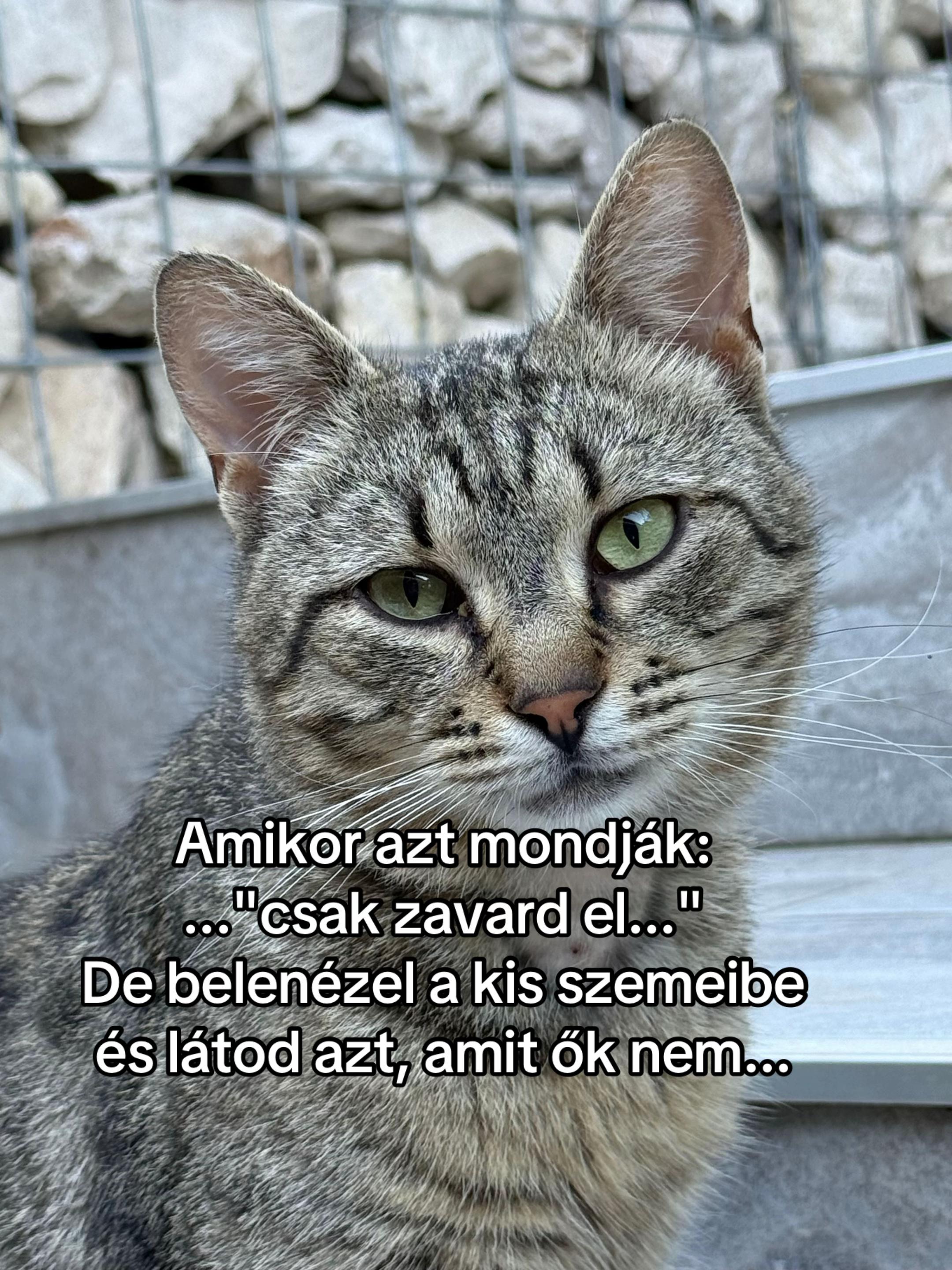 @🌻Kiss Heni & the CATS🐈⬛