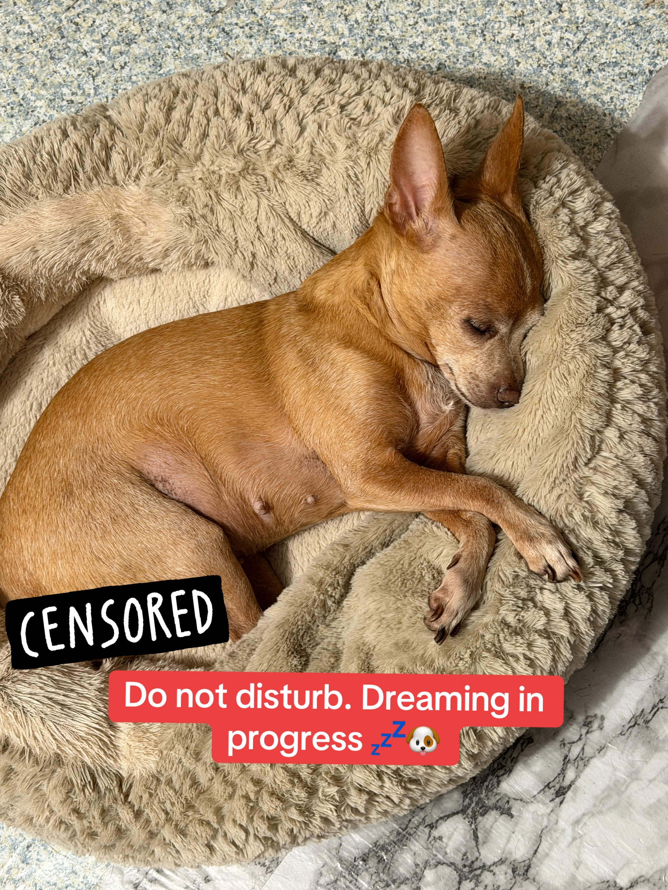 @_roxy_the_chihuahua
