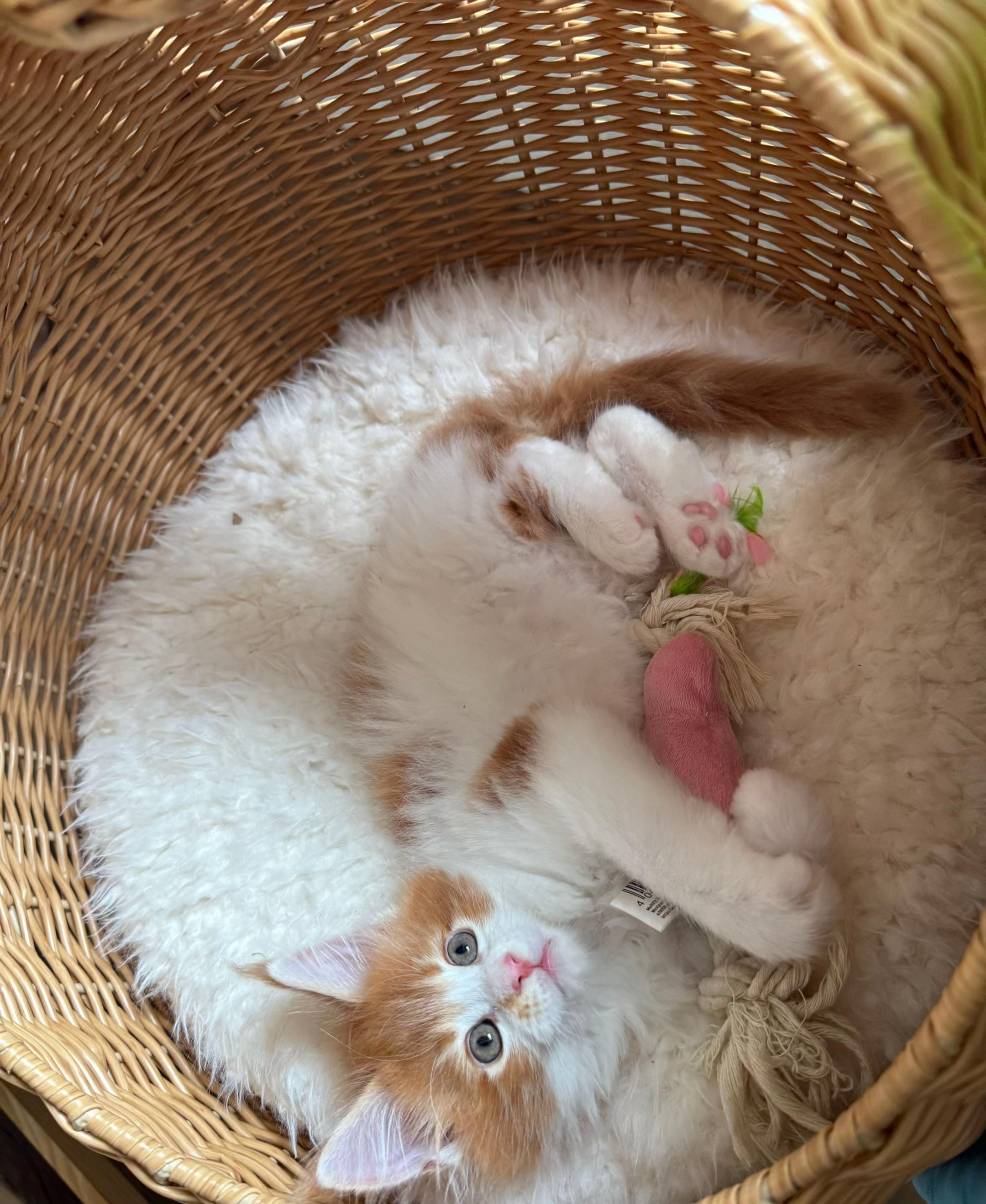 @Golden Maine Coon