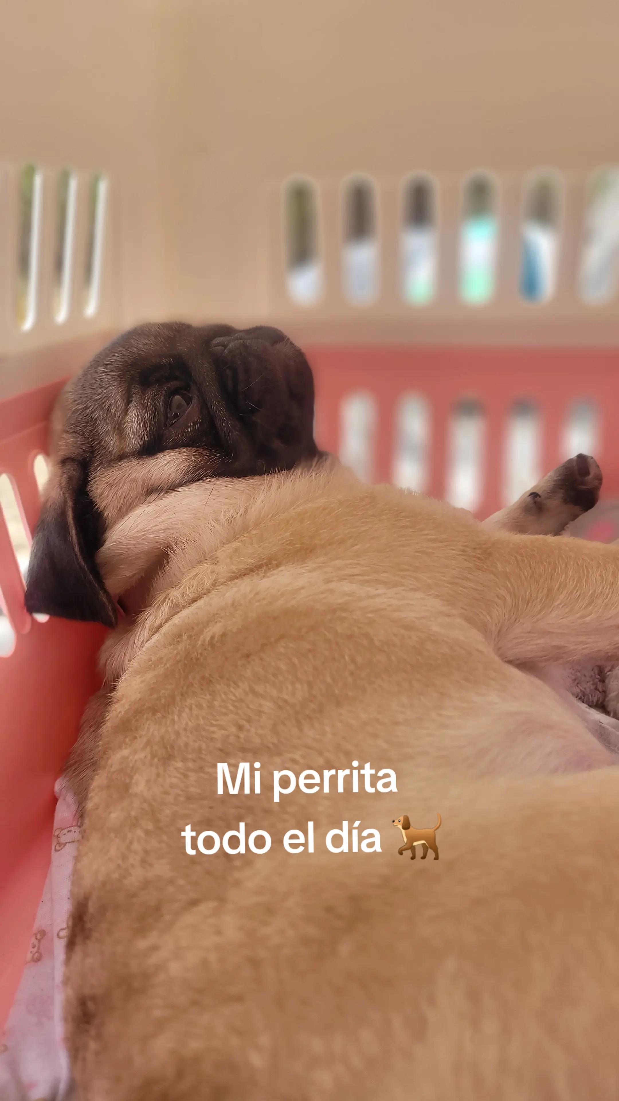 @melizabeth