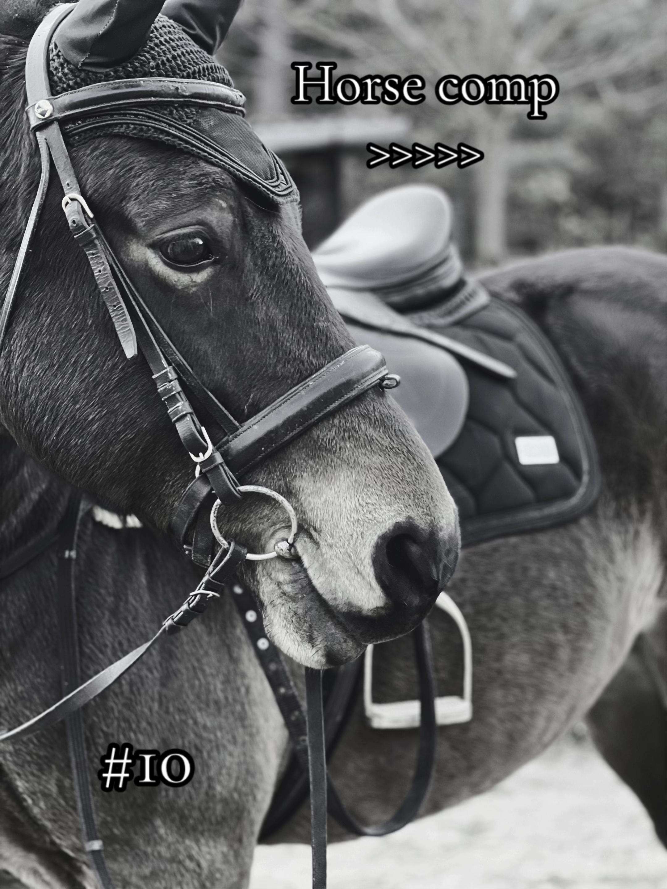 @equestrian._comps