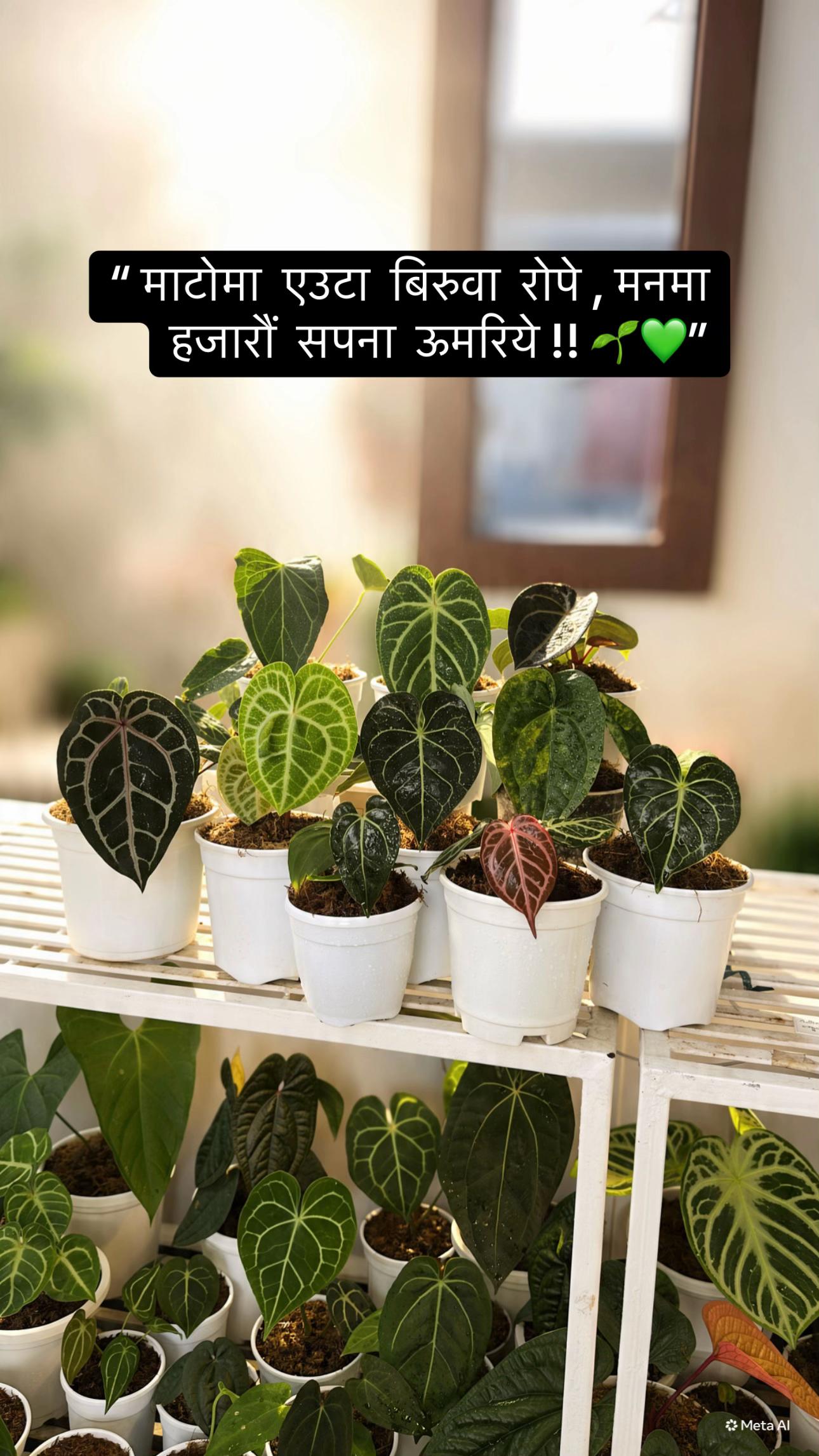 @Plantlife50