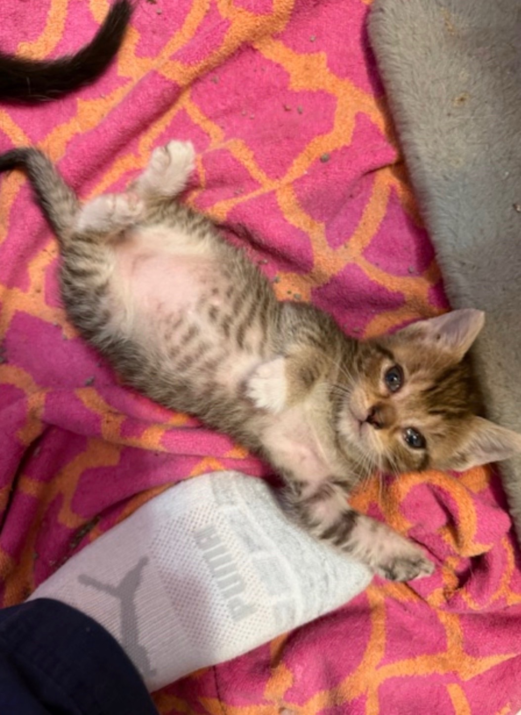 @Fancy Cats Rescue Team