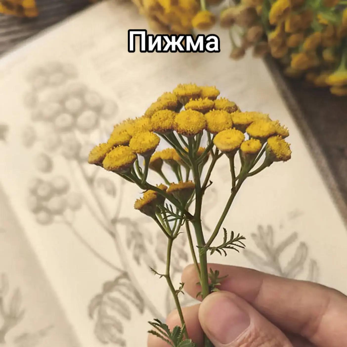 @Лëса
