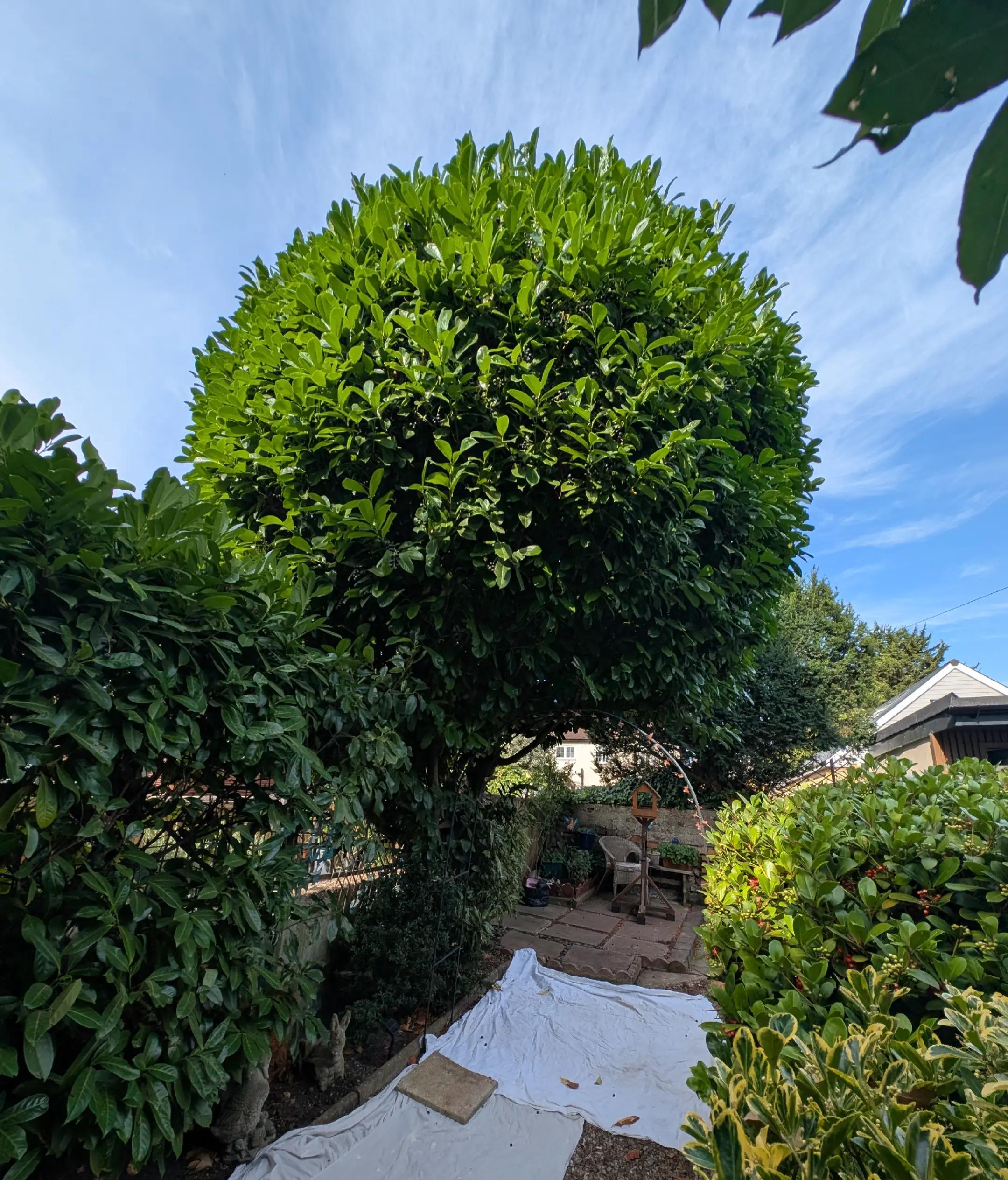 @Gary Hall Garden Services