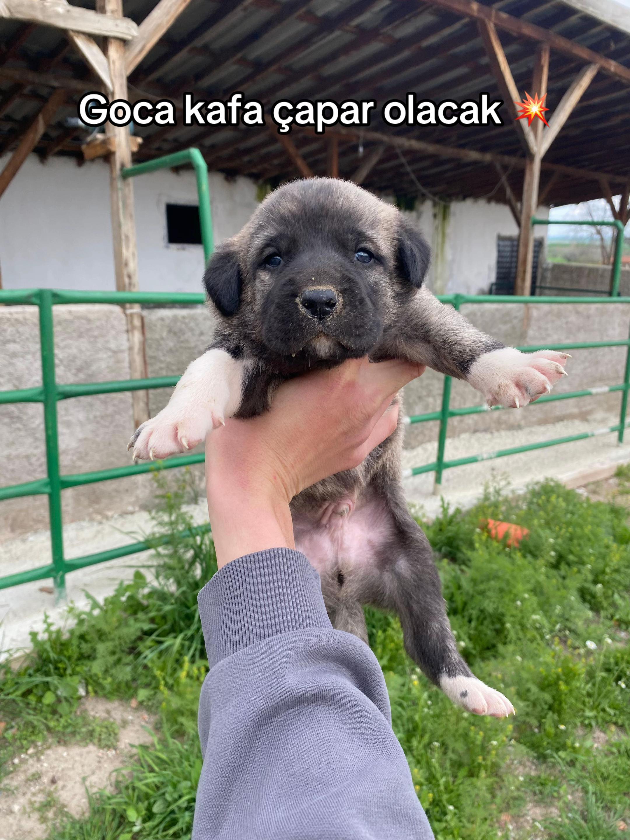 @Efe’nin KaraAslanları